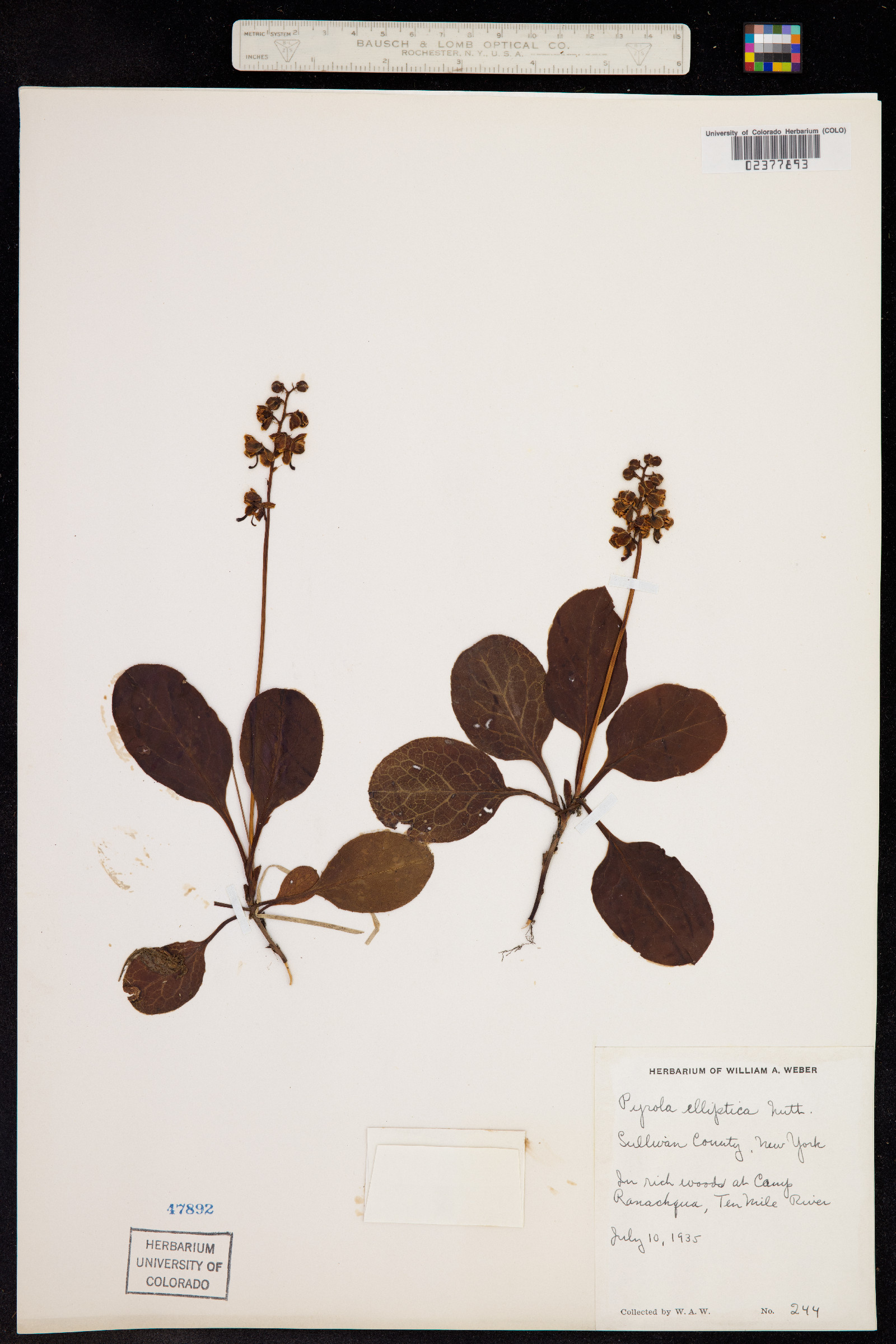 Pyrola elliptica image