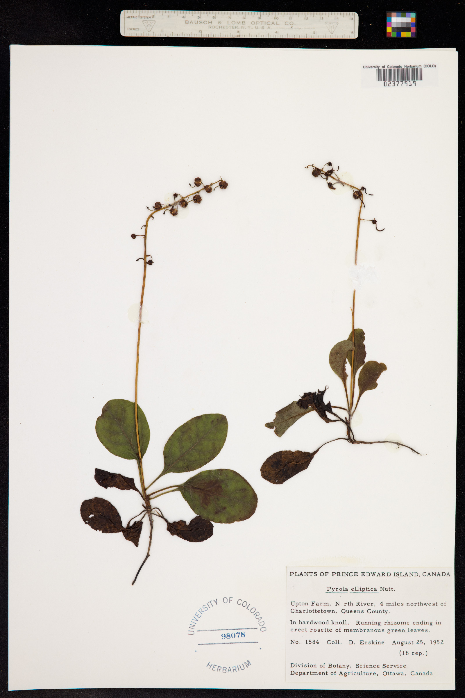 Pyrola elliptica image