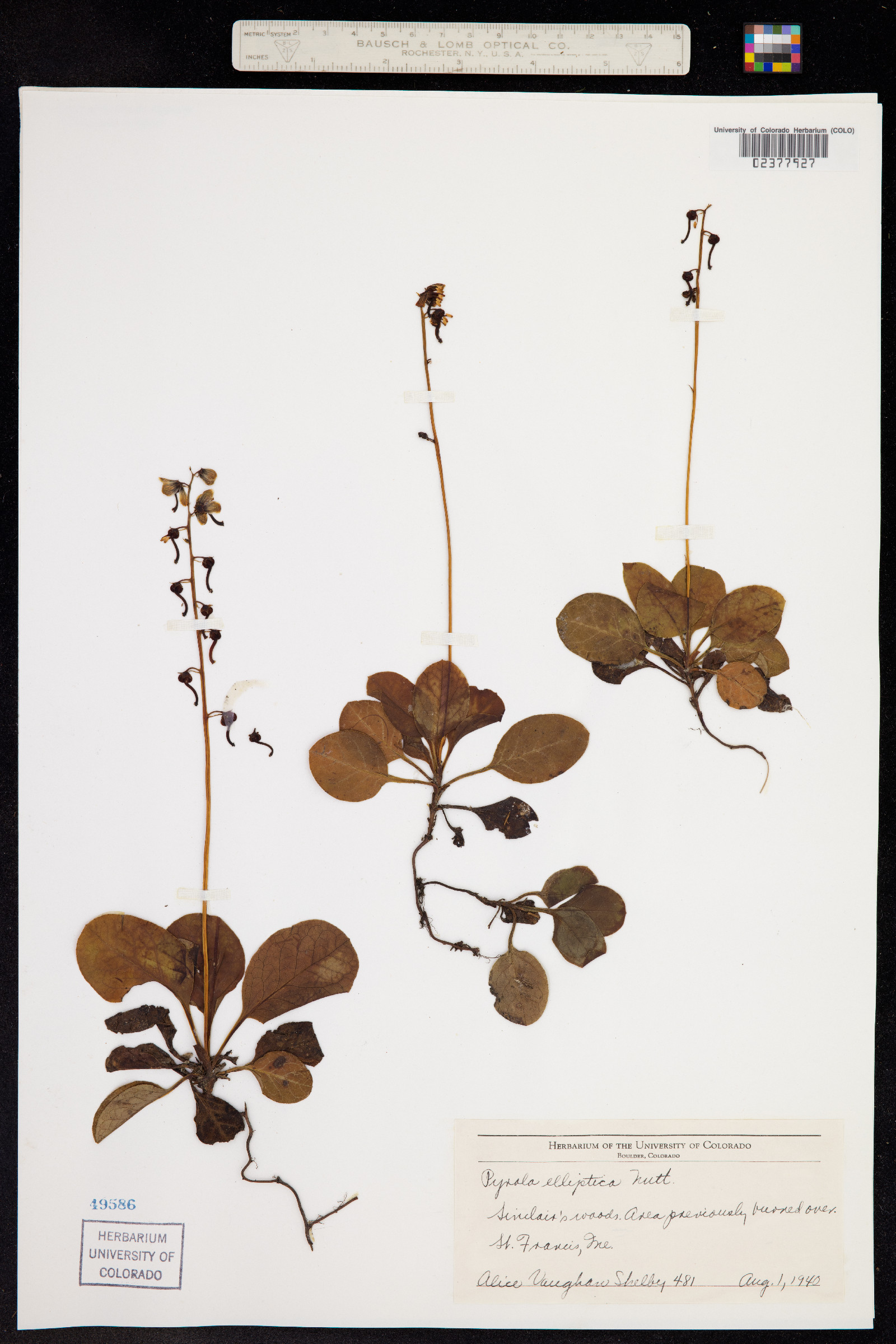 Pyrola elliptica image