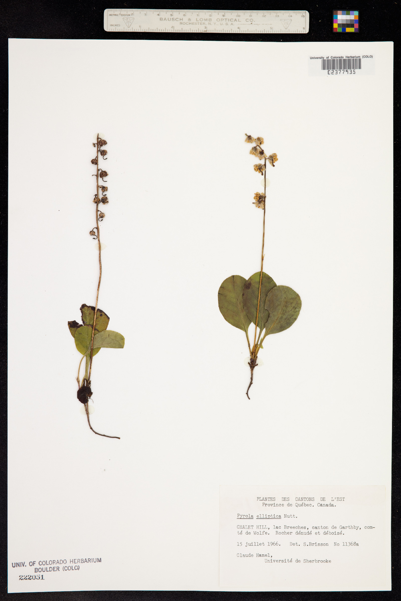 Pyrola elliptica image