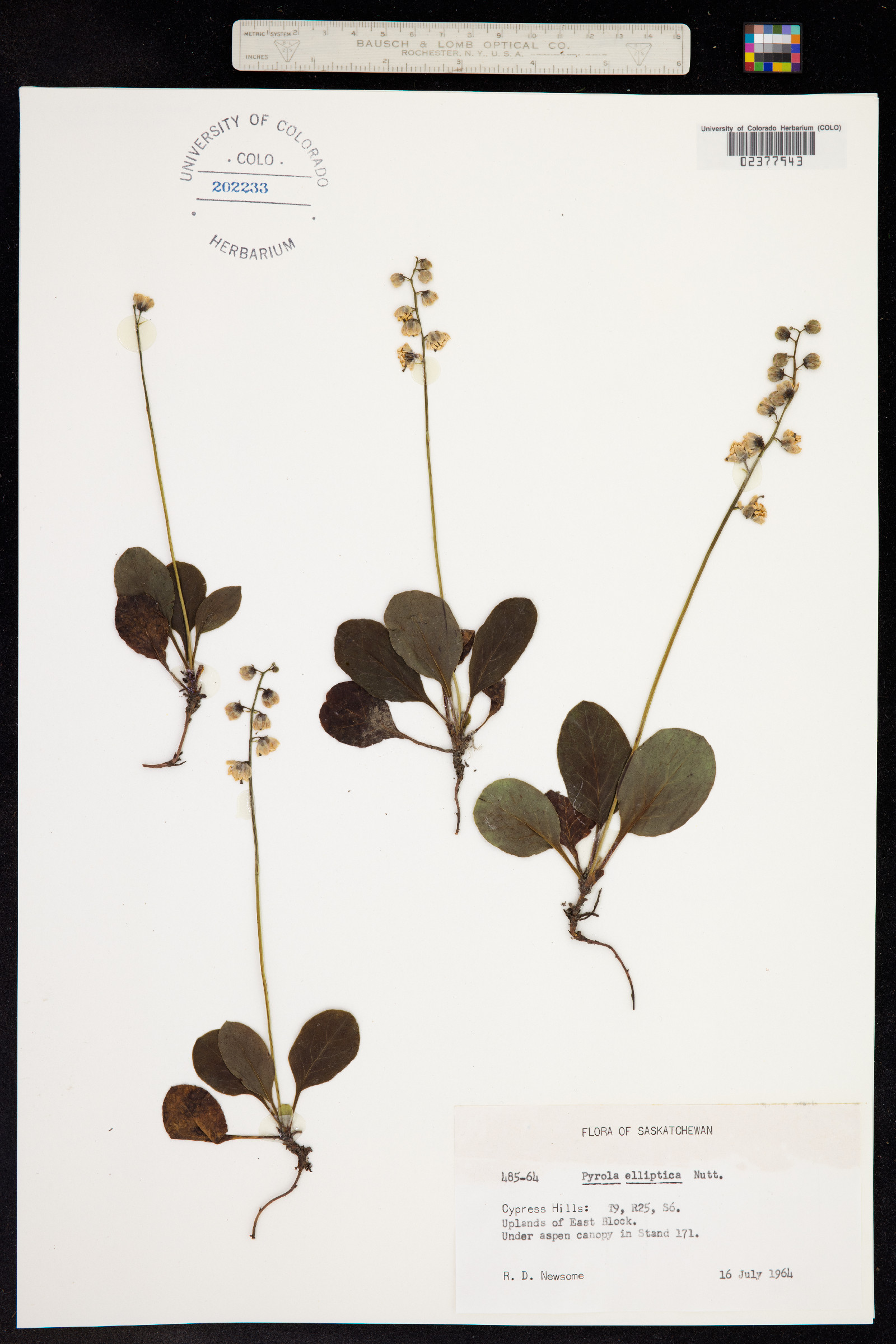 Pyrola elliptica image