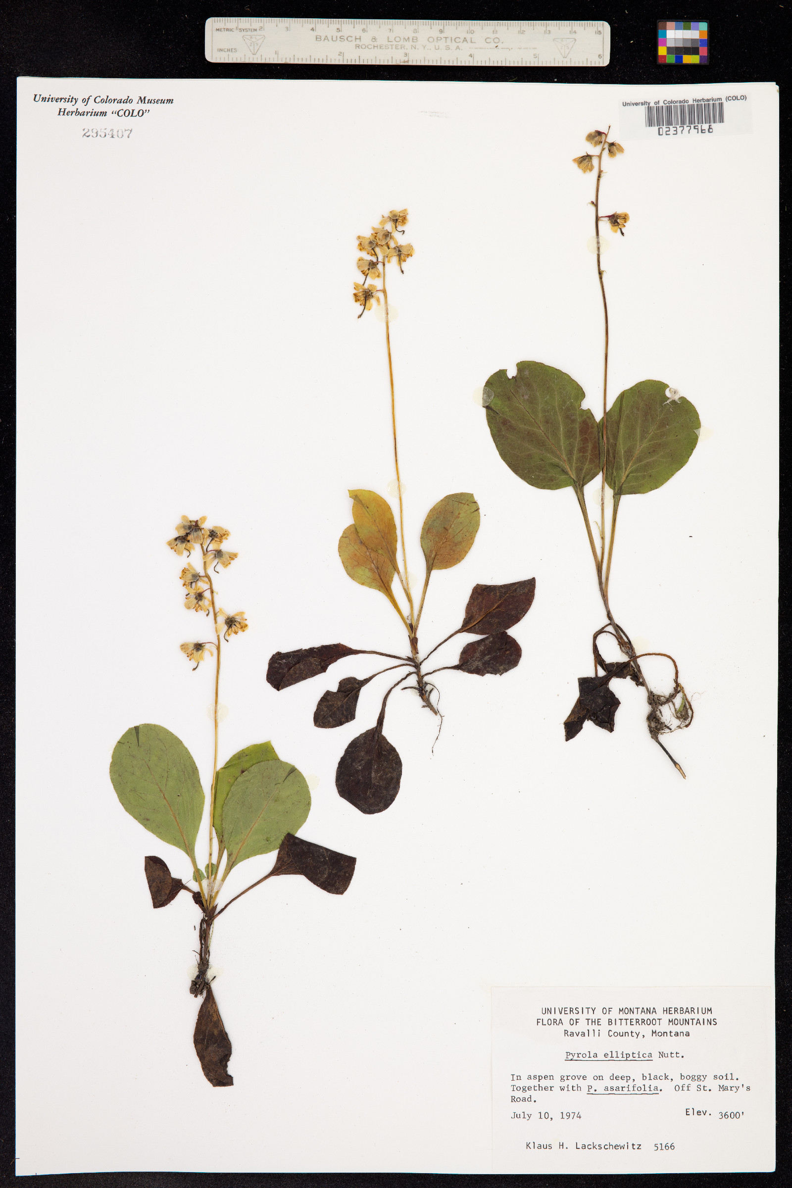 Pyrola elliptica image