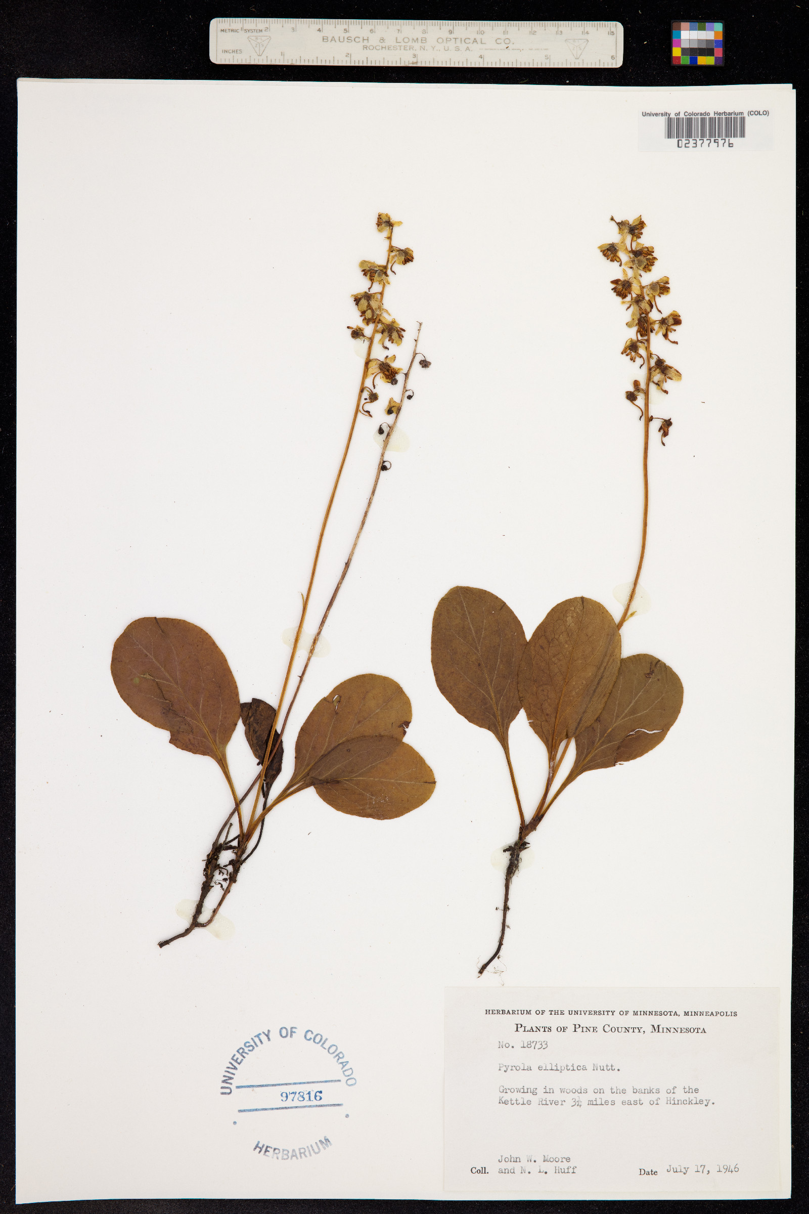 Pyrola elliptica image