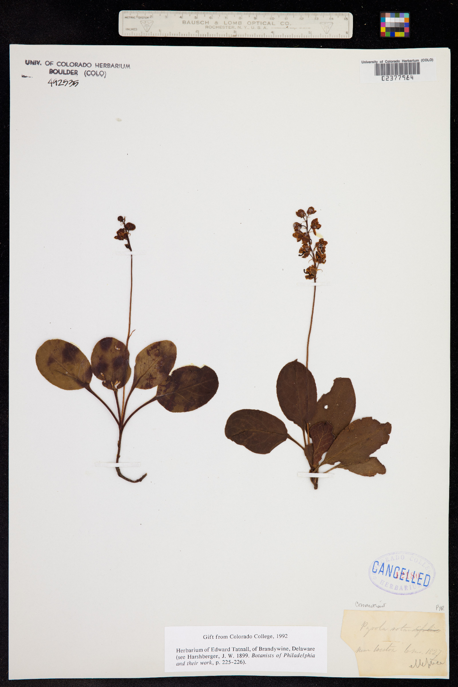 Pyrola elliptica image