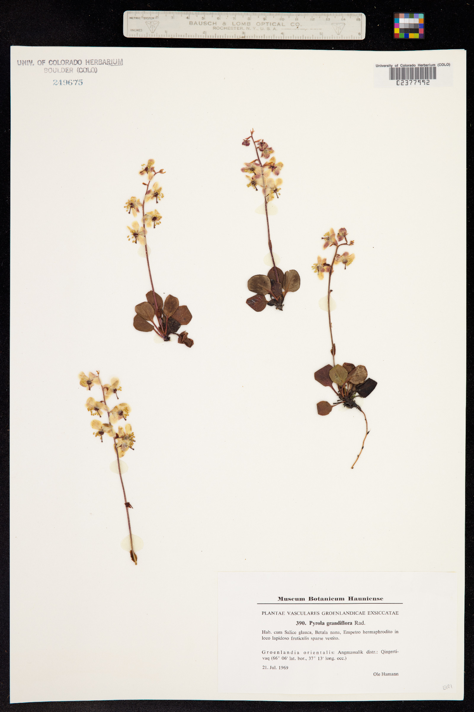 Pyrola grandiflora image