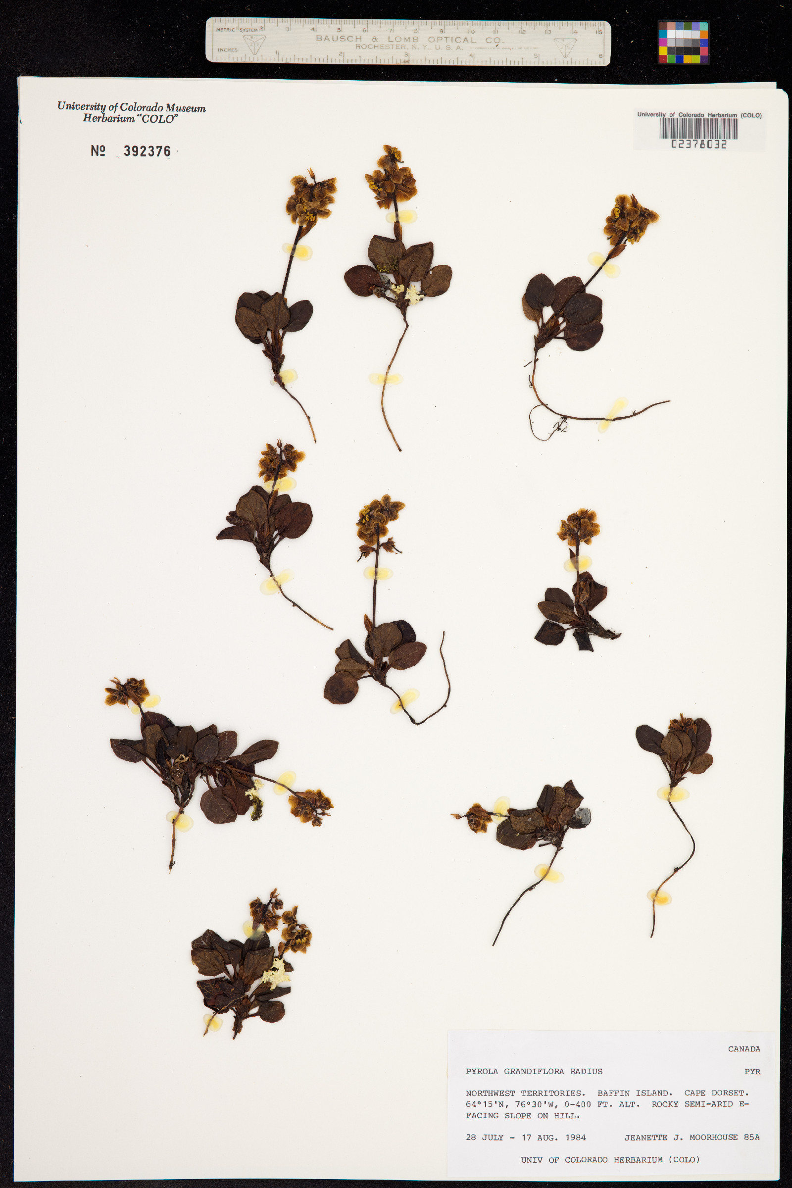 Pyrola grandiflora image