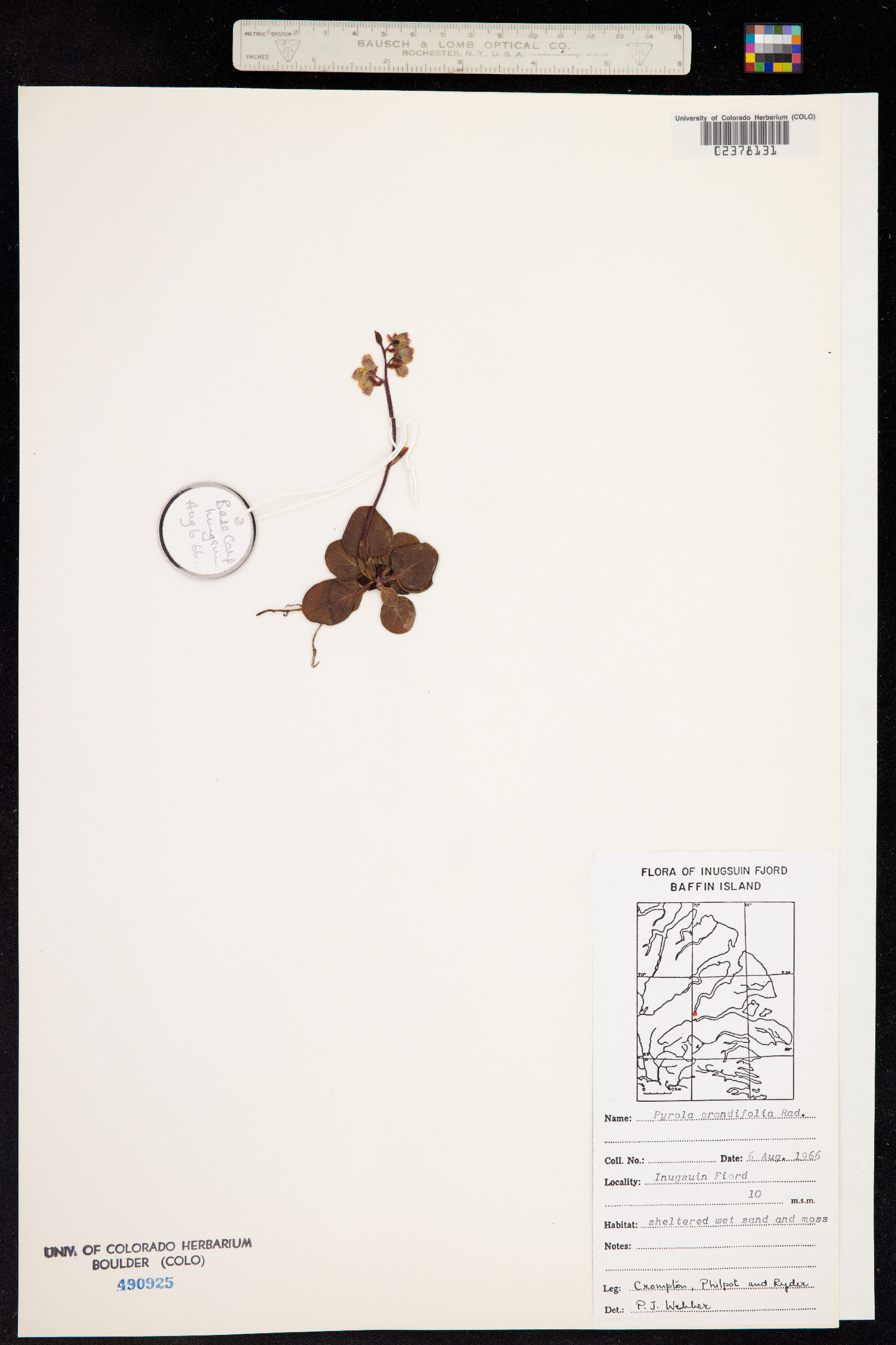 Pyrola grandiflora image