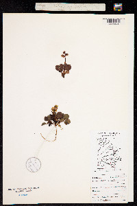 Image of Pyrola grandiflora