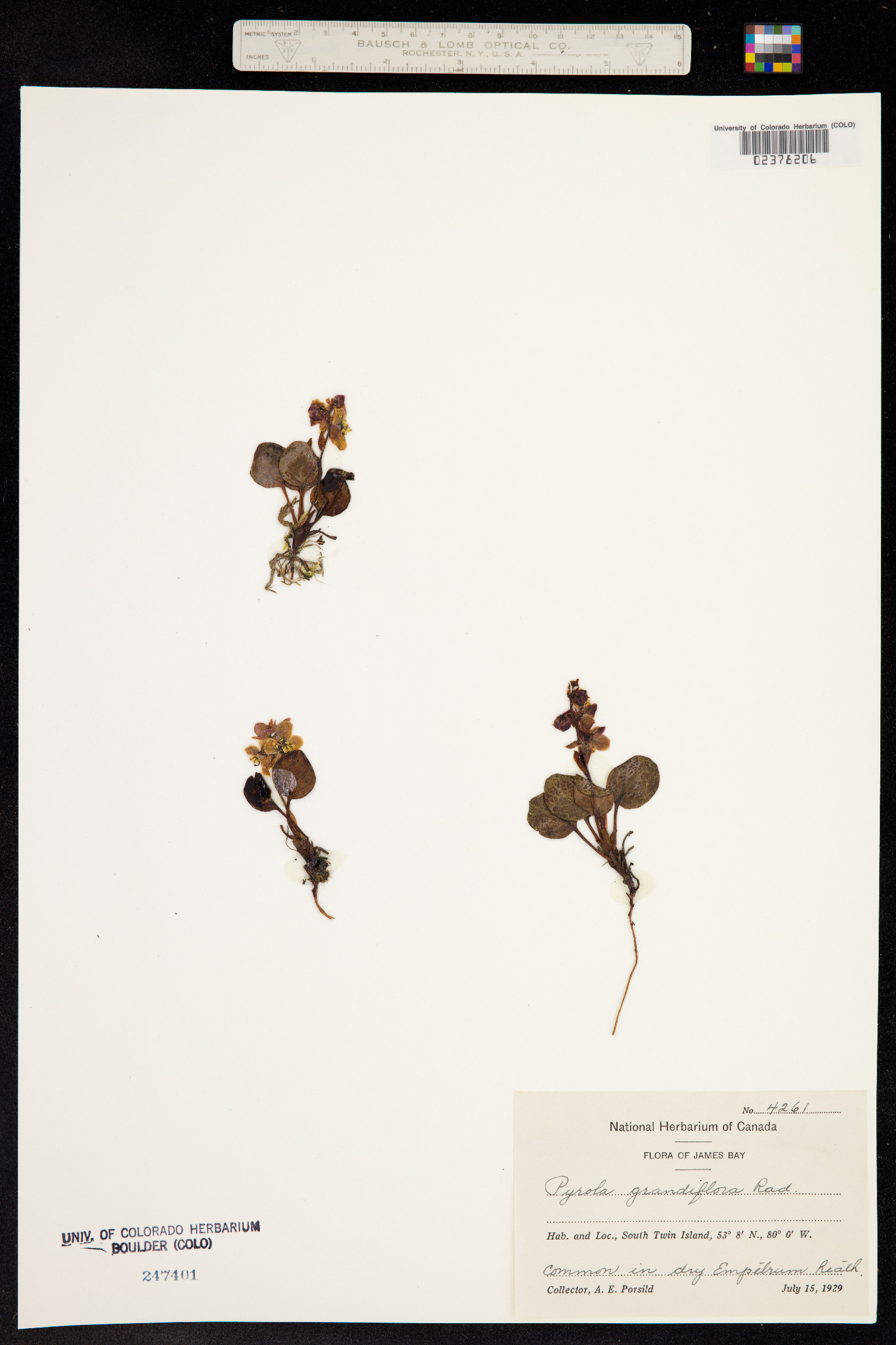 Pyrola grandiflora image