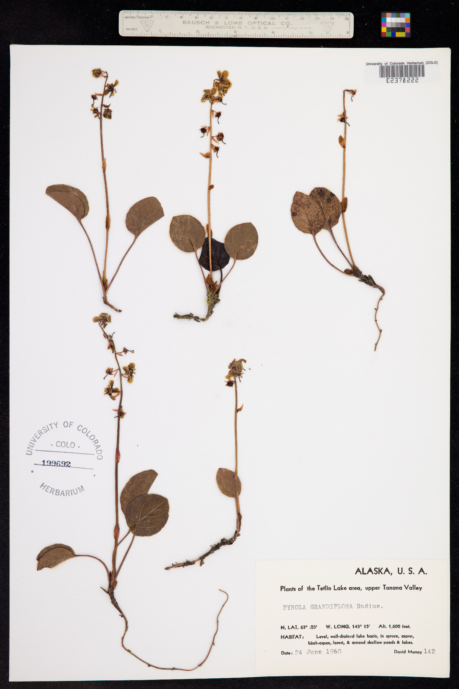 Pyrola grandiflora image