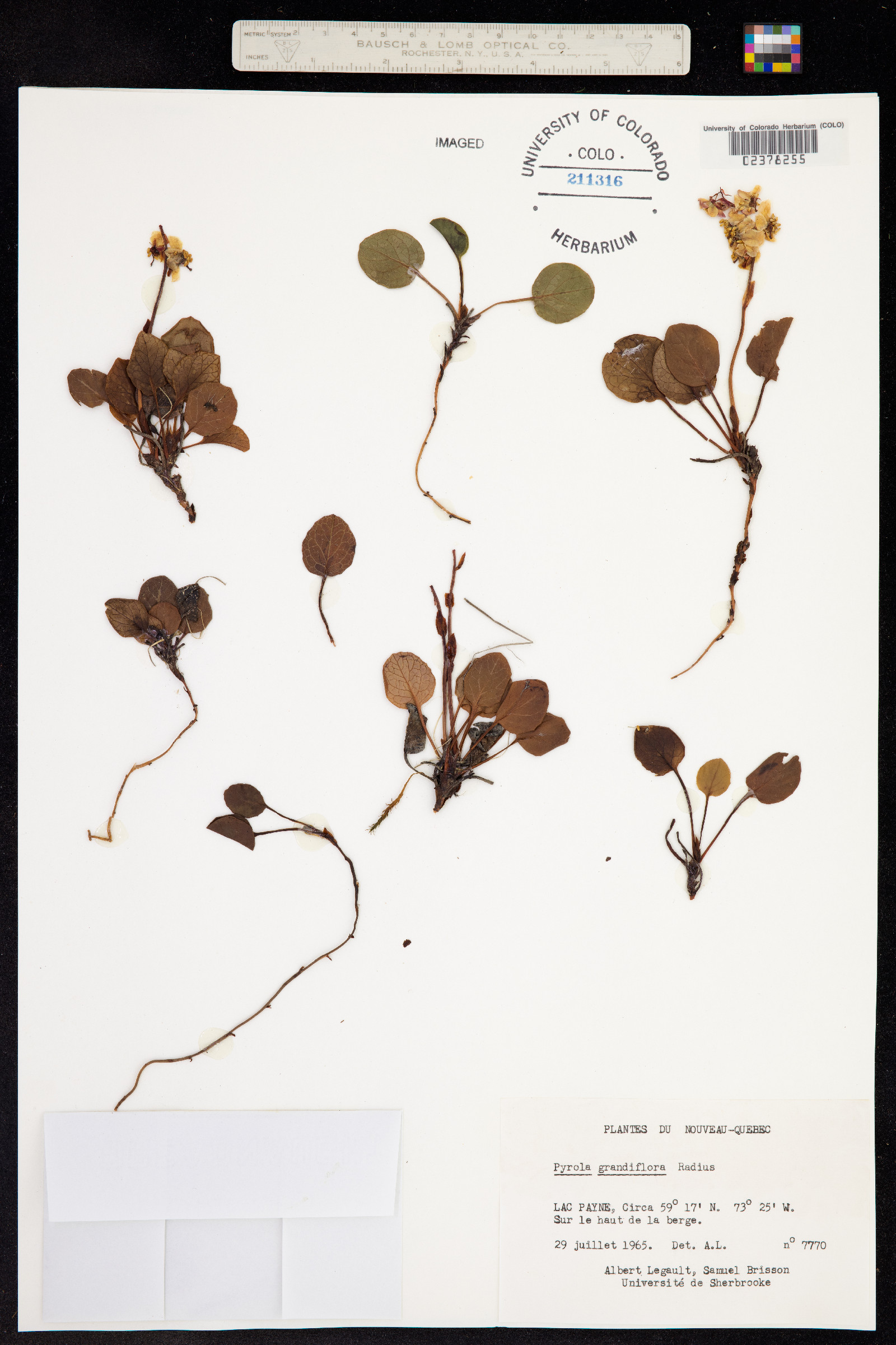 Pyrola grandiflora image