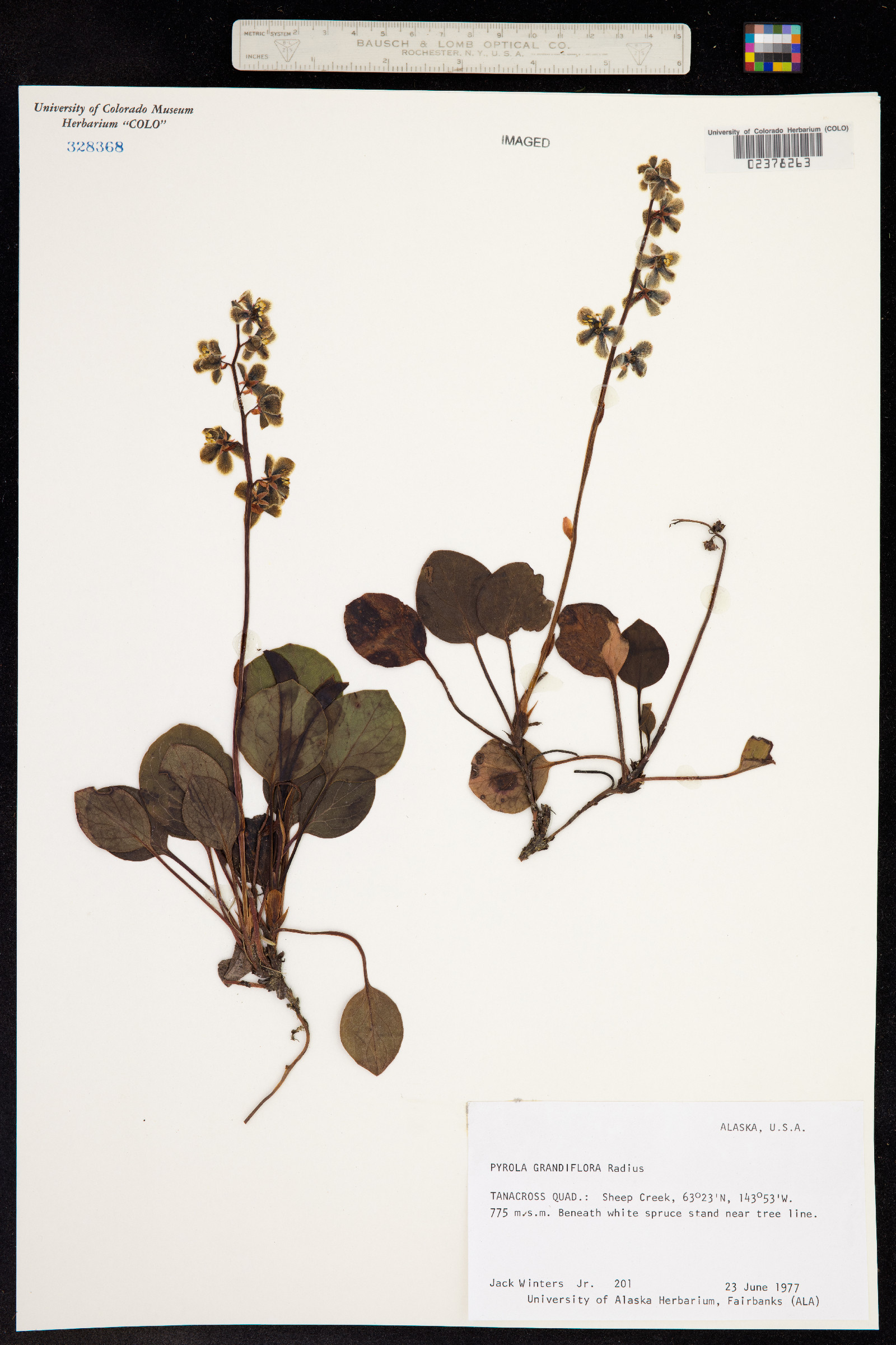 Pyrola grandiflora image