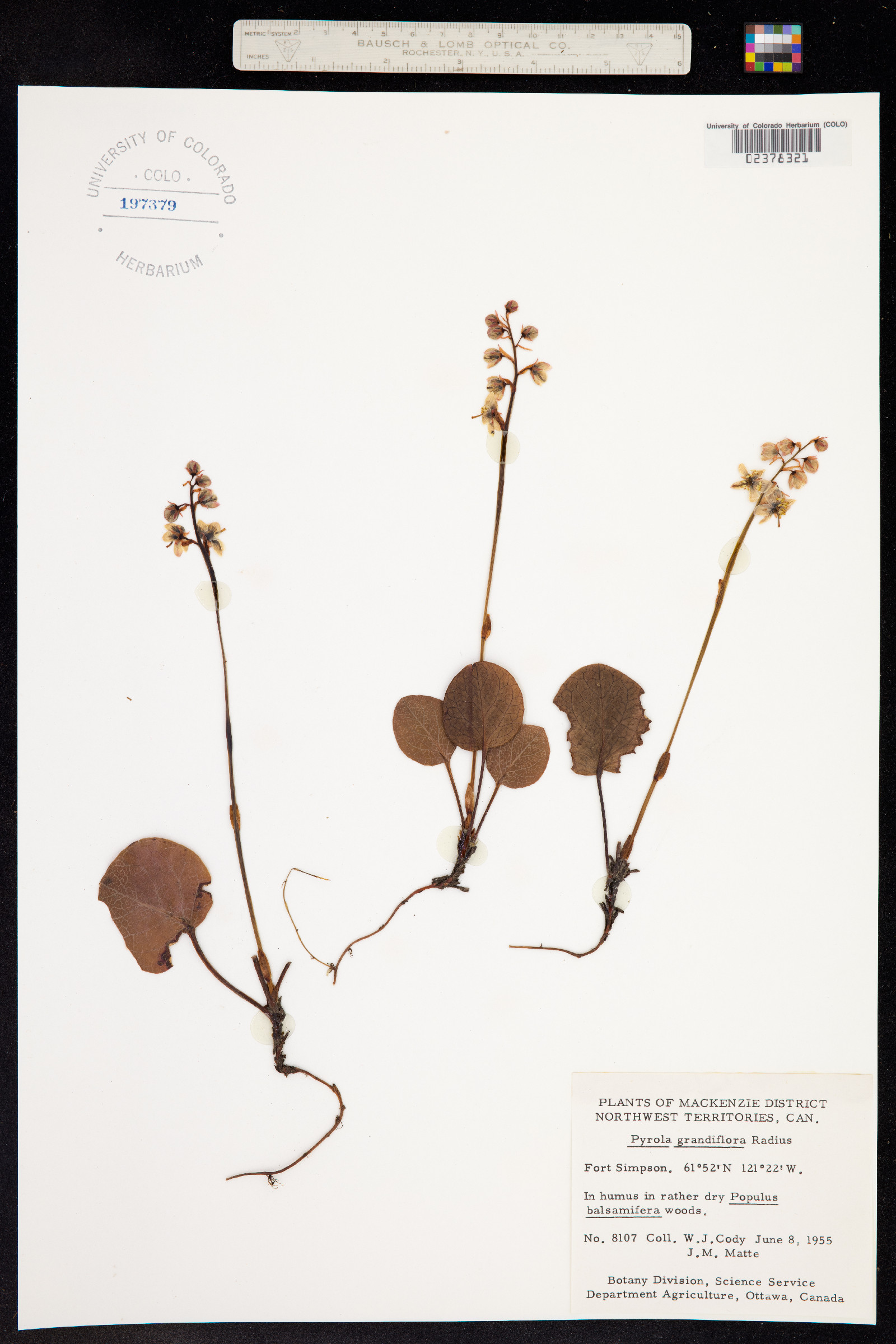 Pyrola grandiflora image