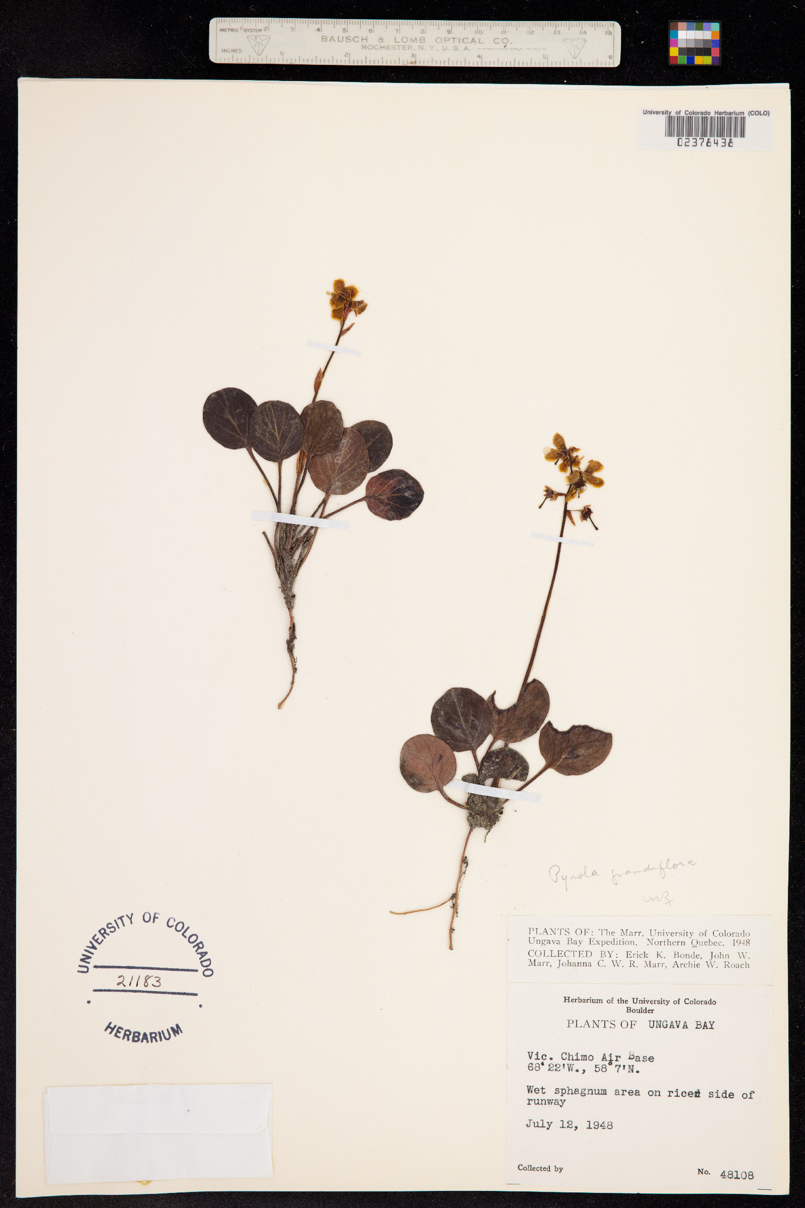 Pyrola grandiflora image