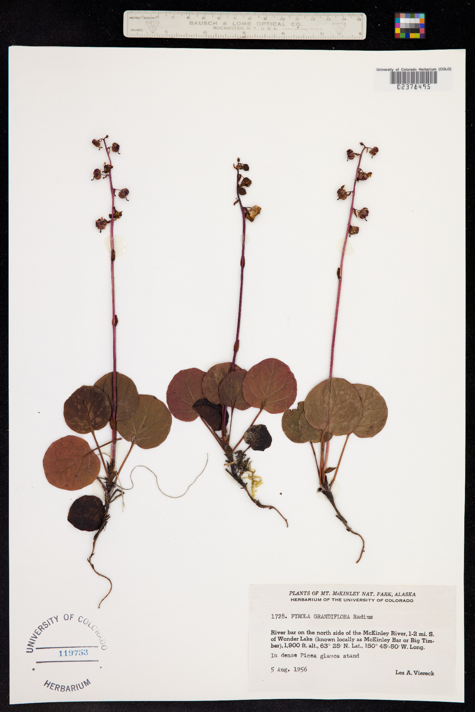 Pyrola grandiflora image