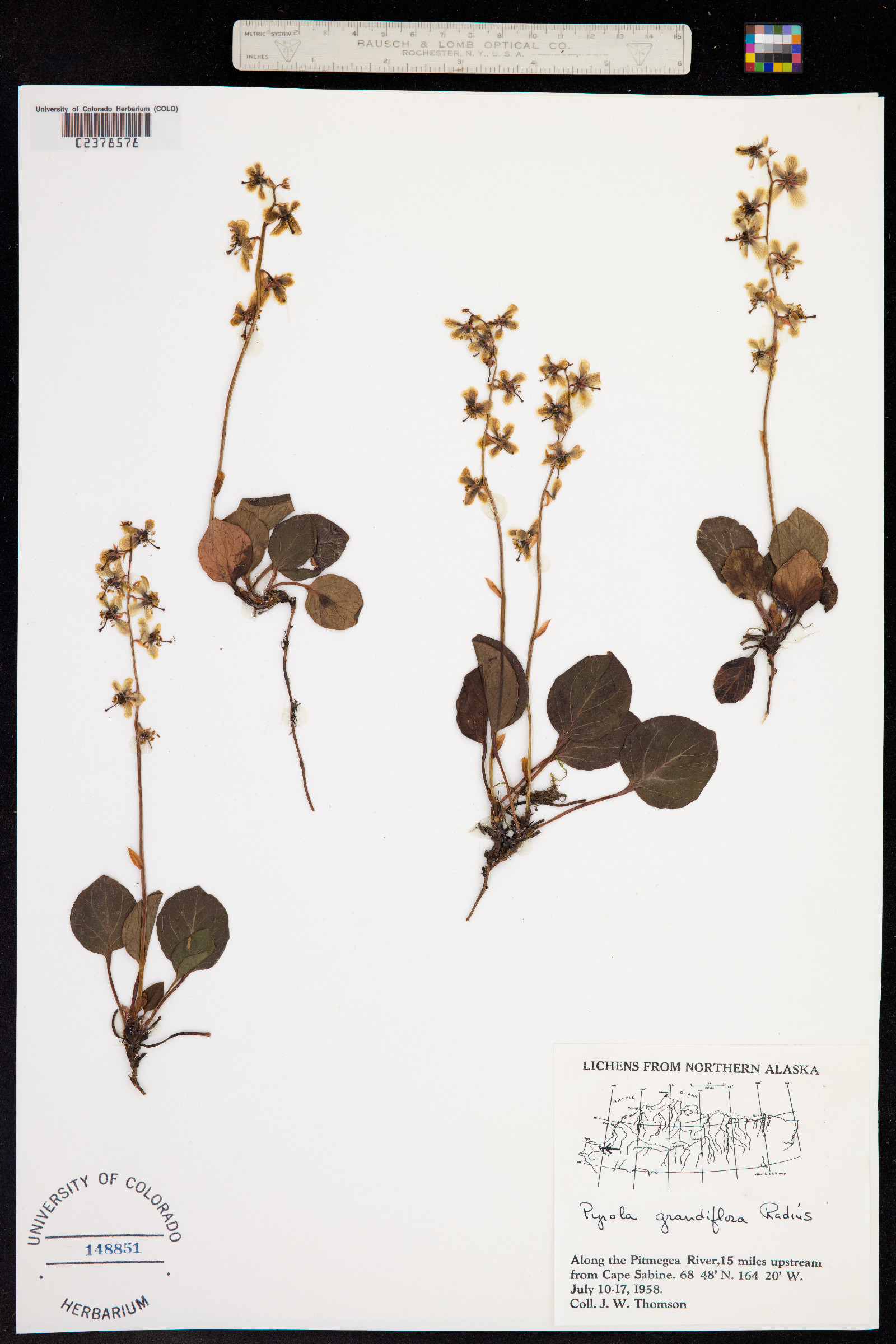 Pyrola grandiflora image