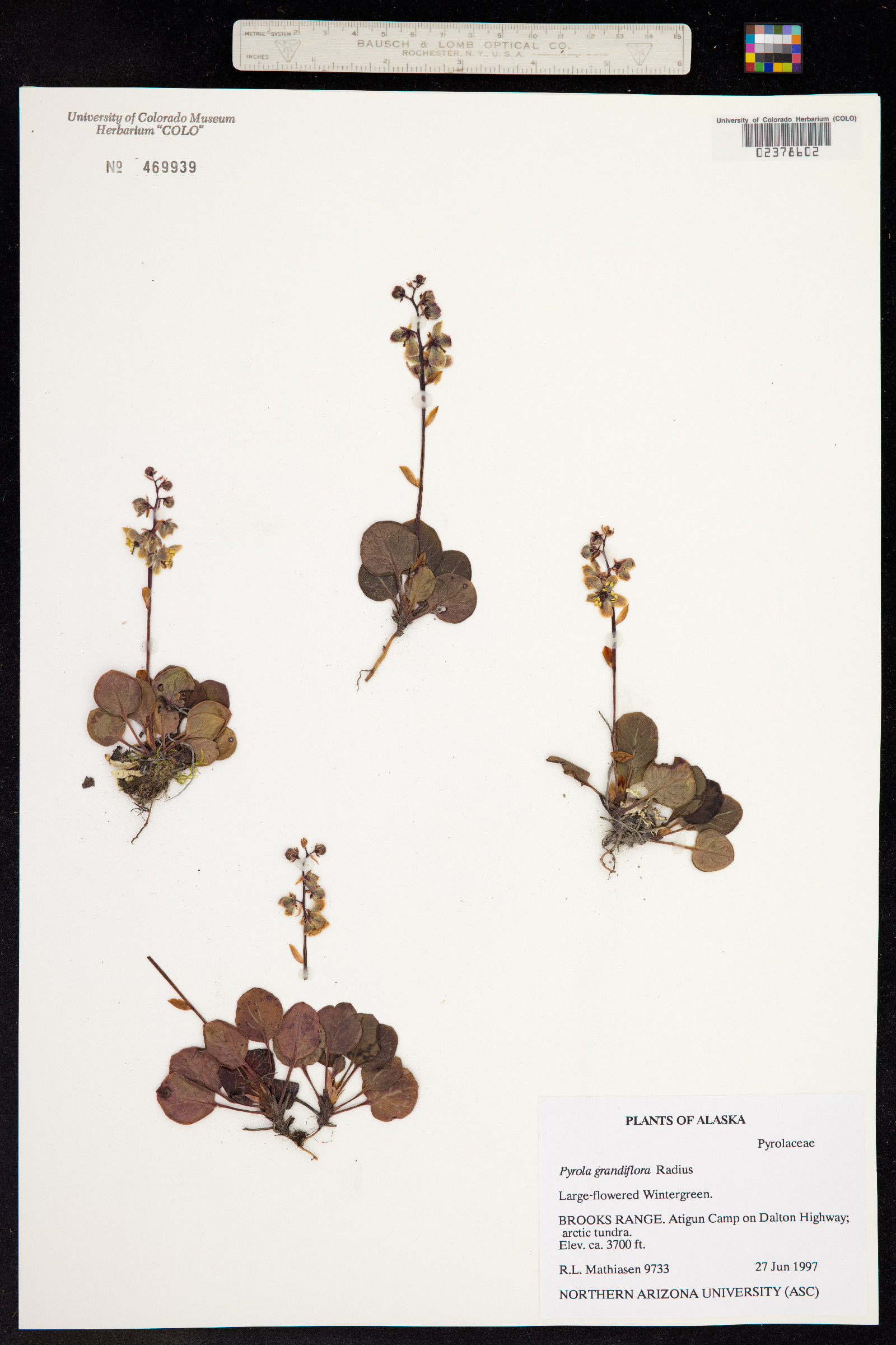 Pyrola grandiflora image