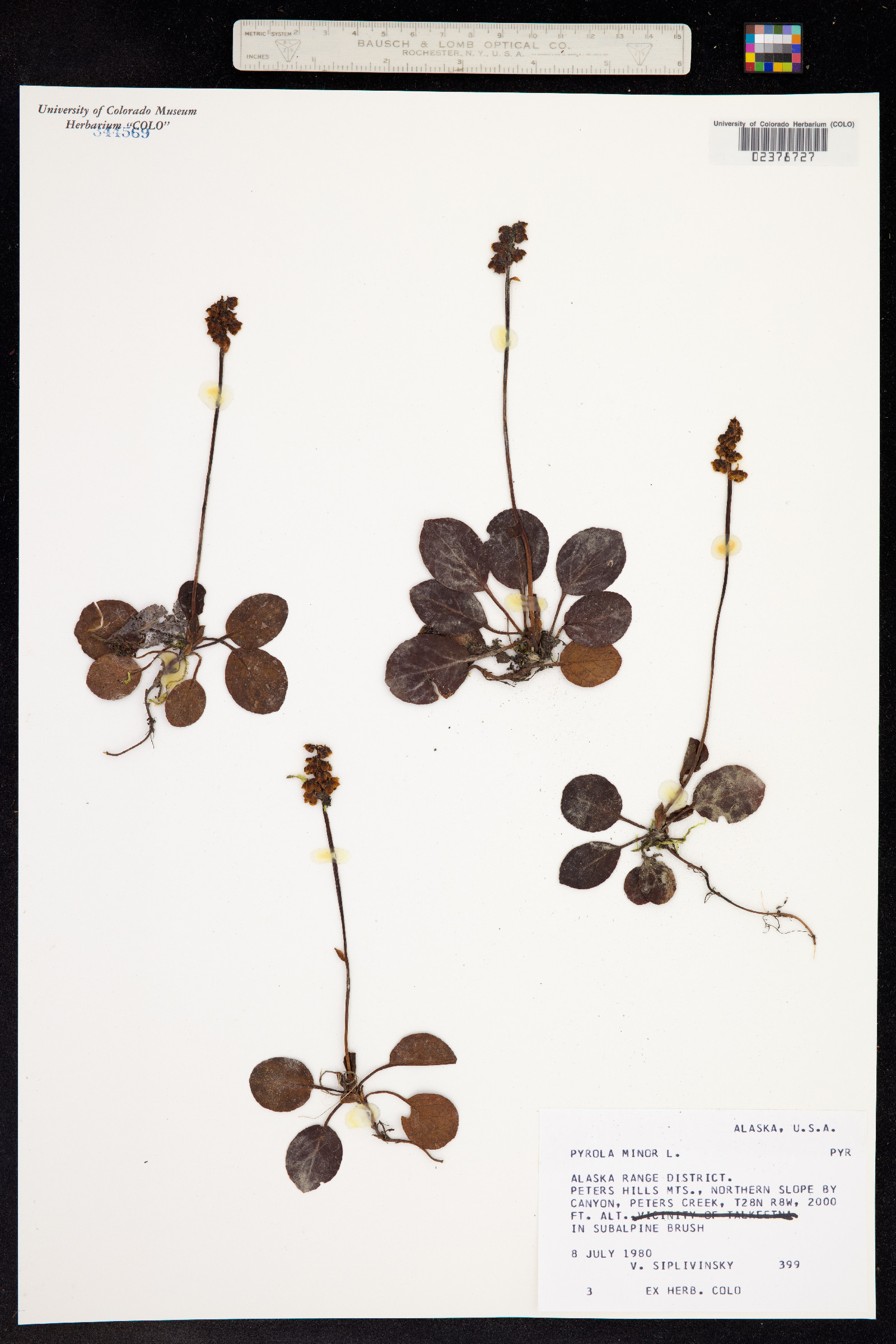 Pyrola minor image