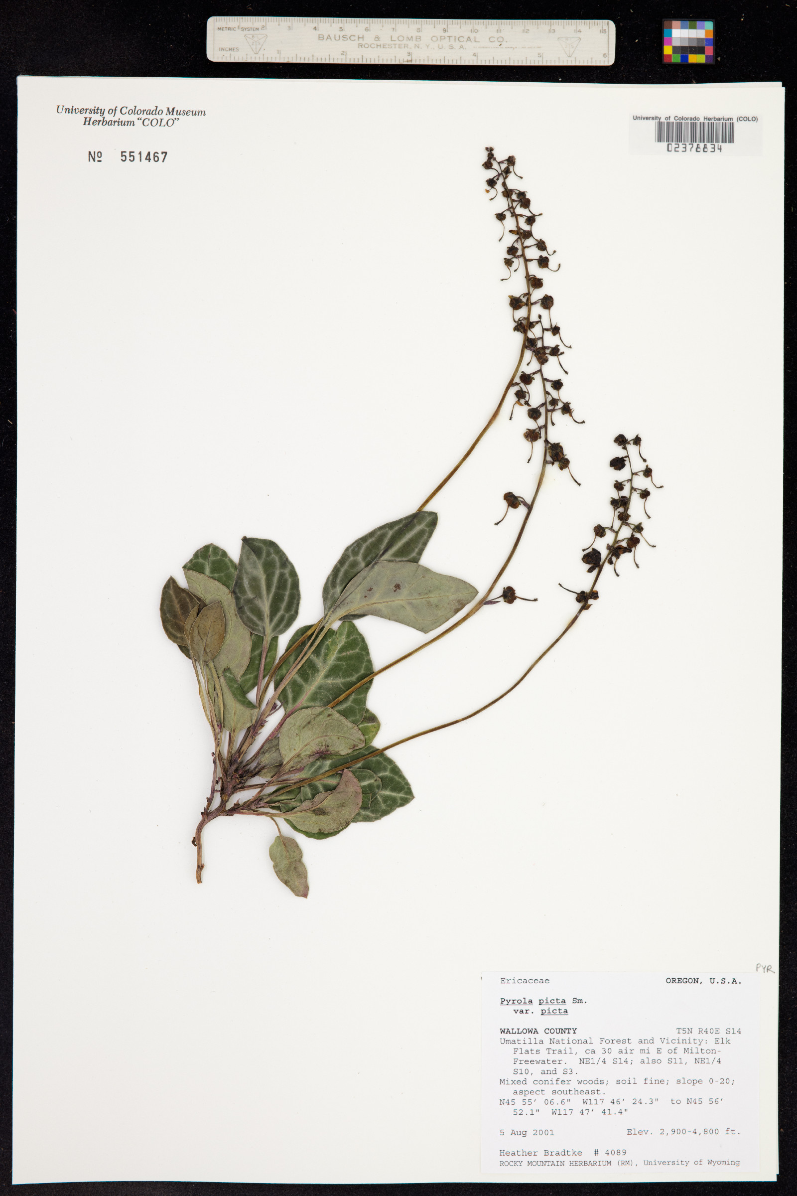 Pyrola picta image