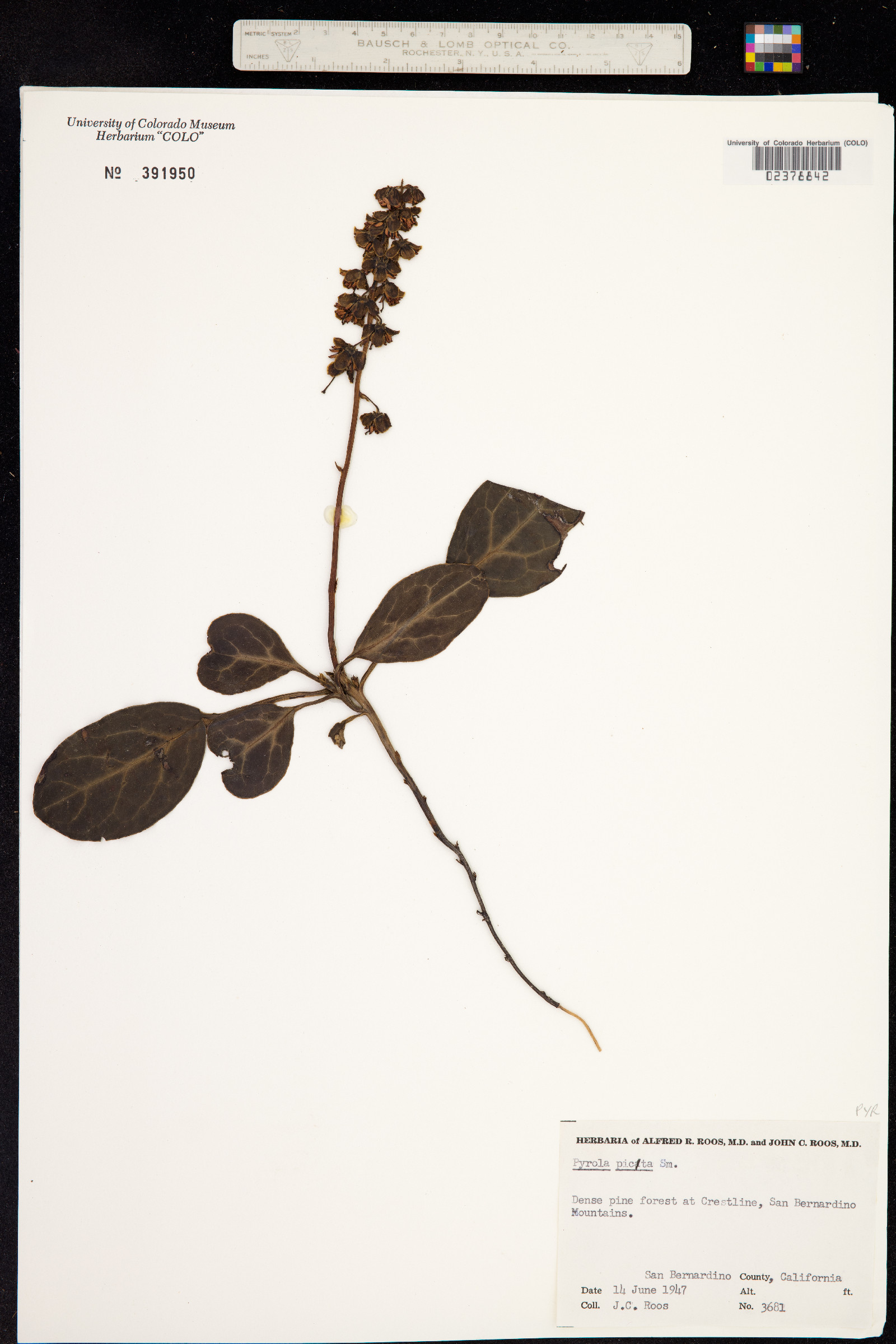 Pyrola picta image