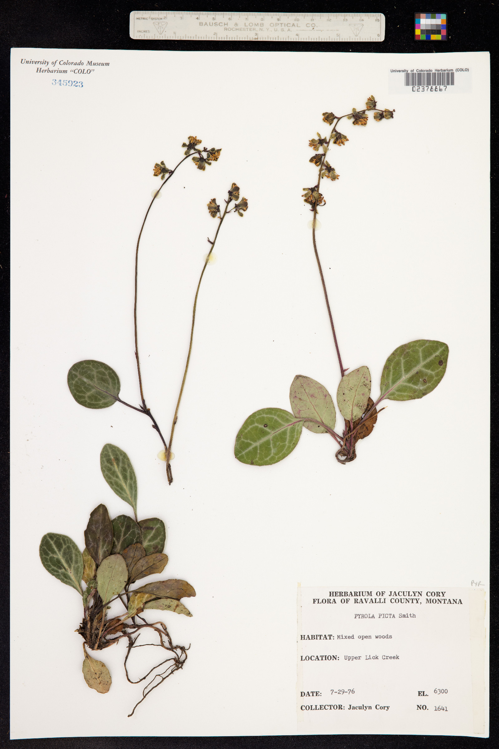 Pyrola picta image