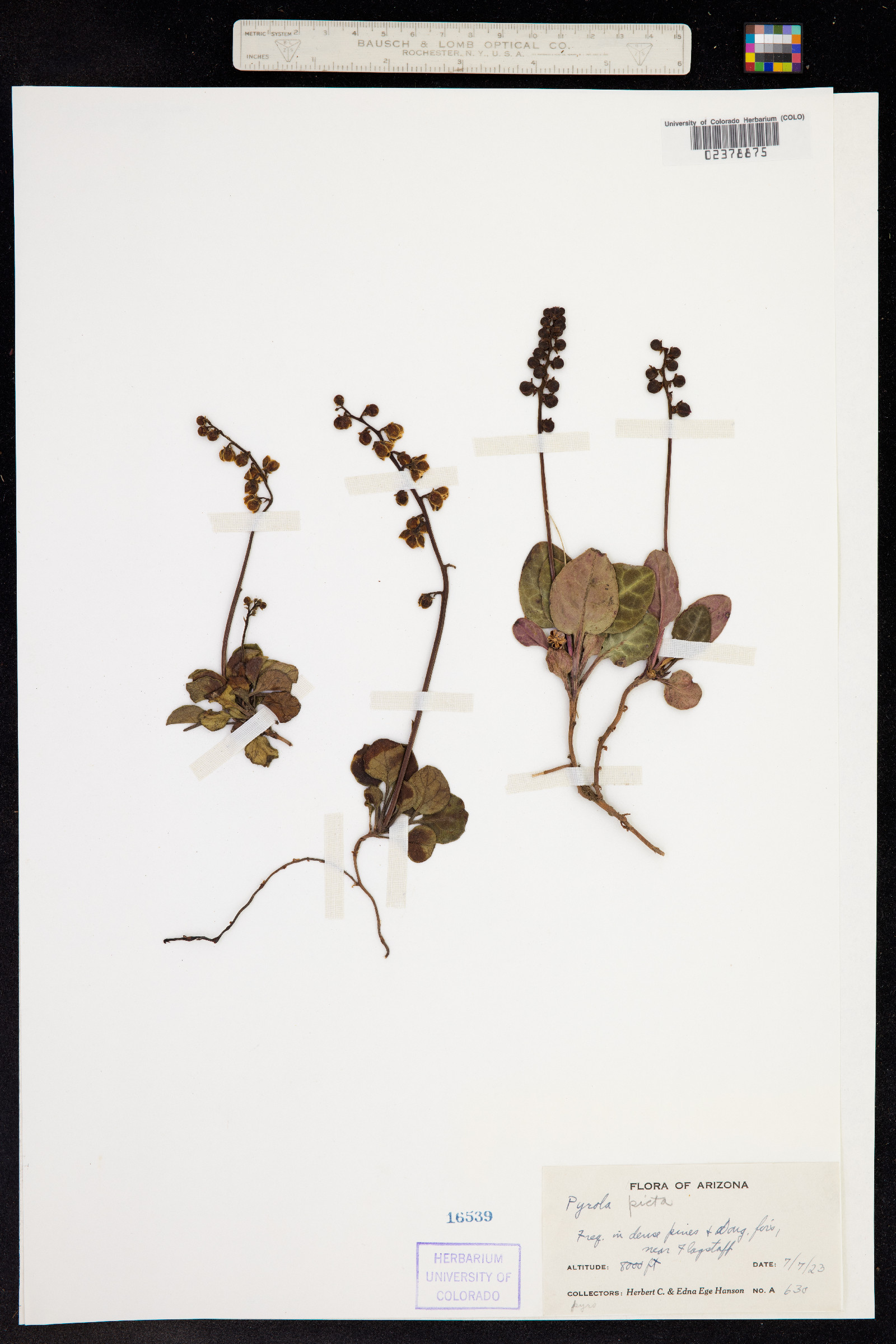 Pyrola picta image