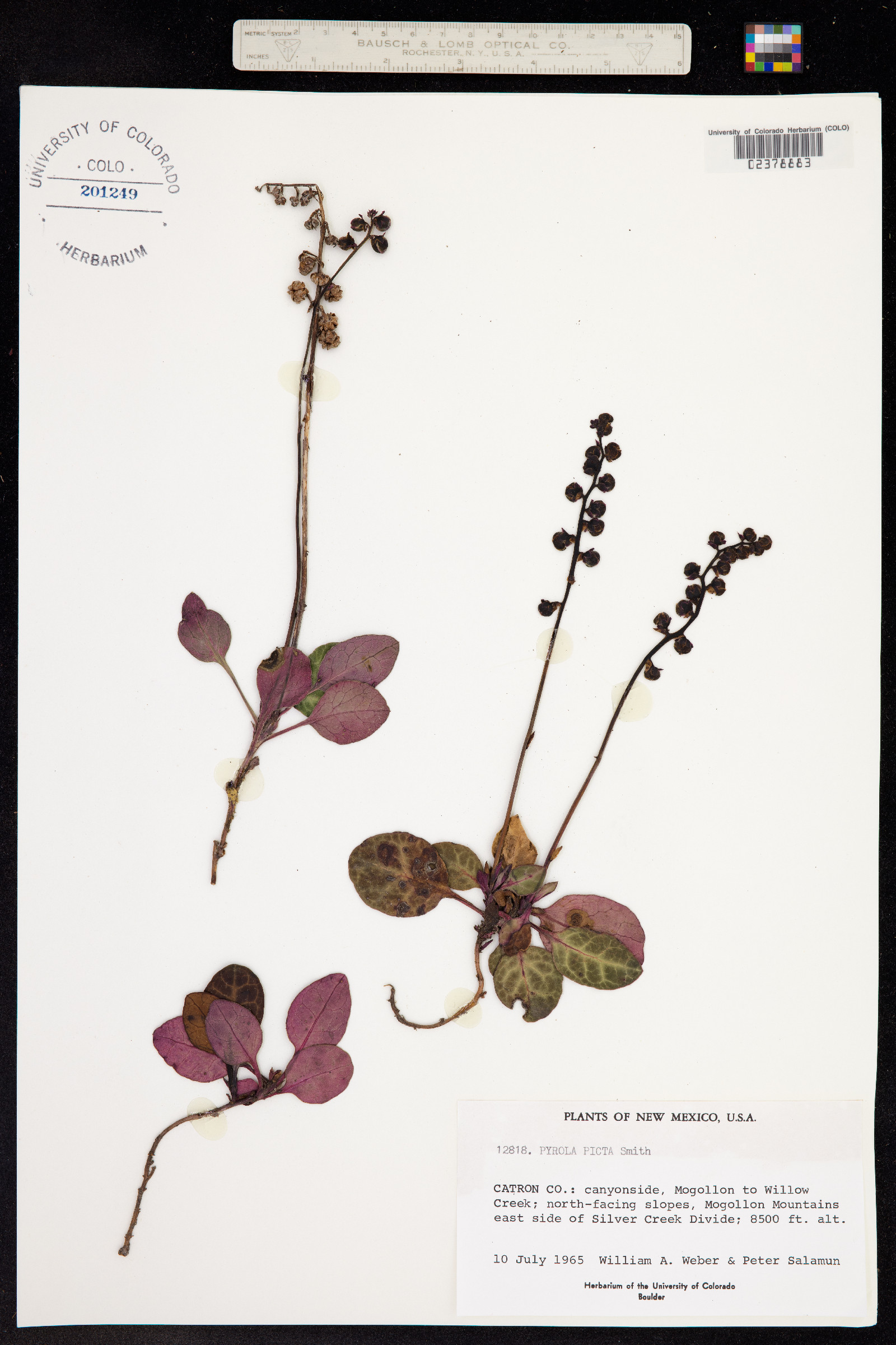 Pyrola picta image