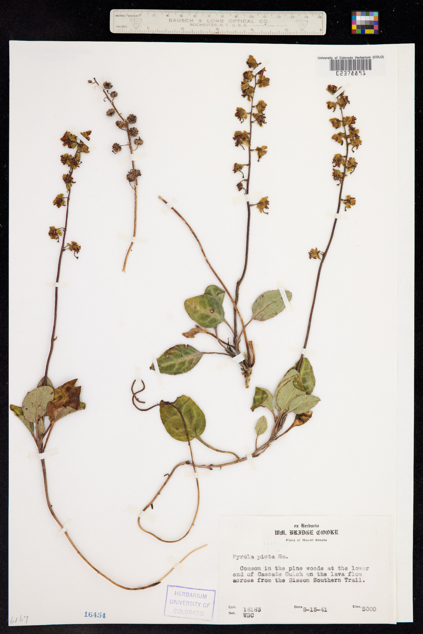 Pyrola picta image