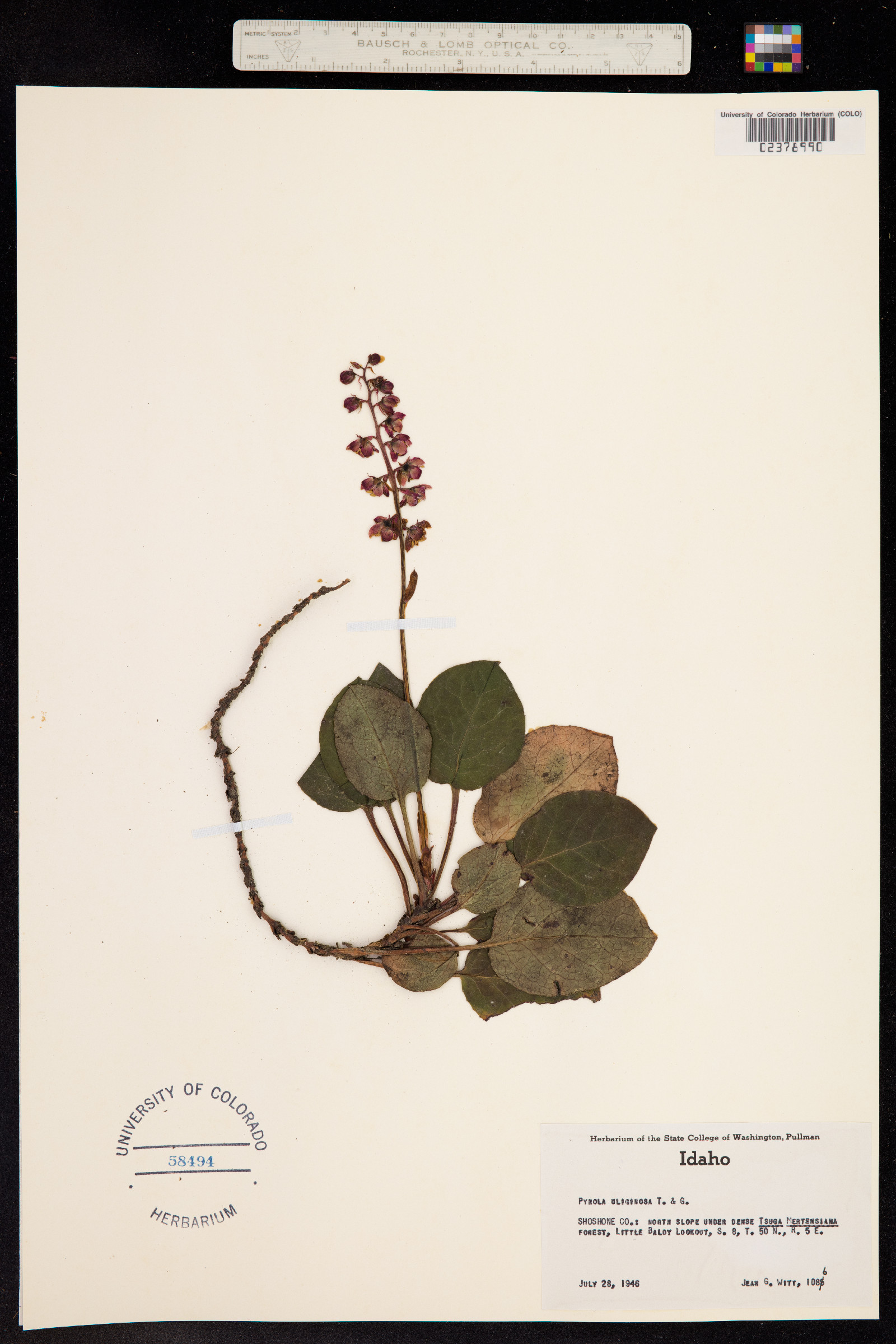 Pyrola rotundifolia image