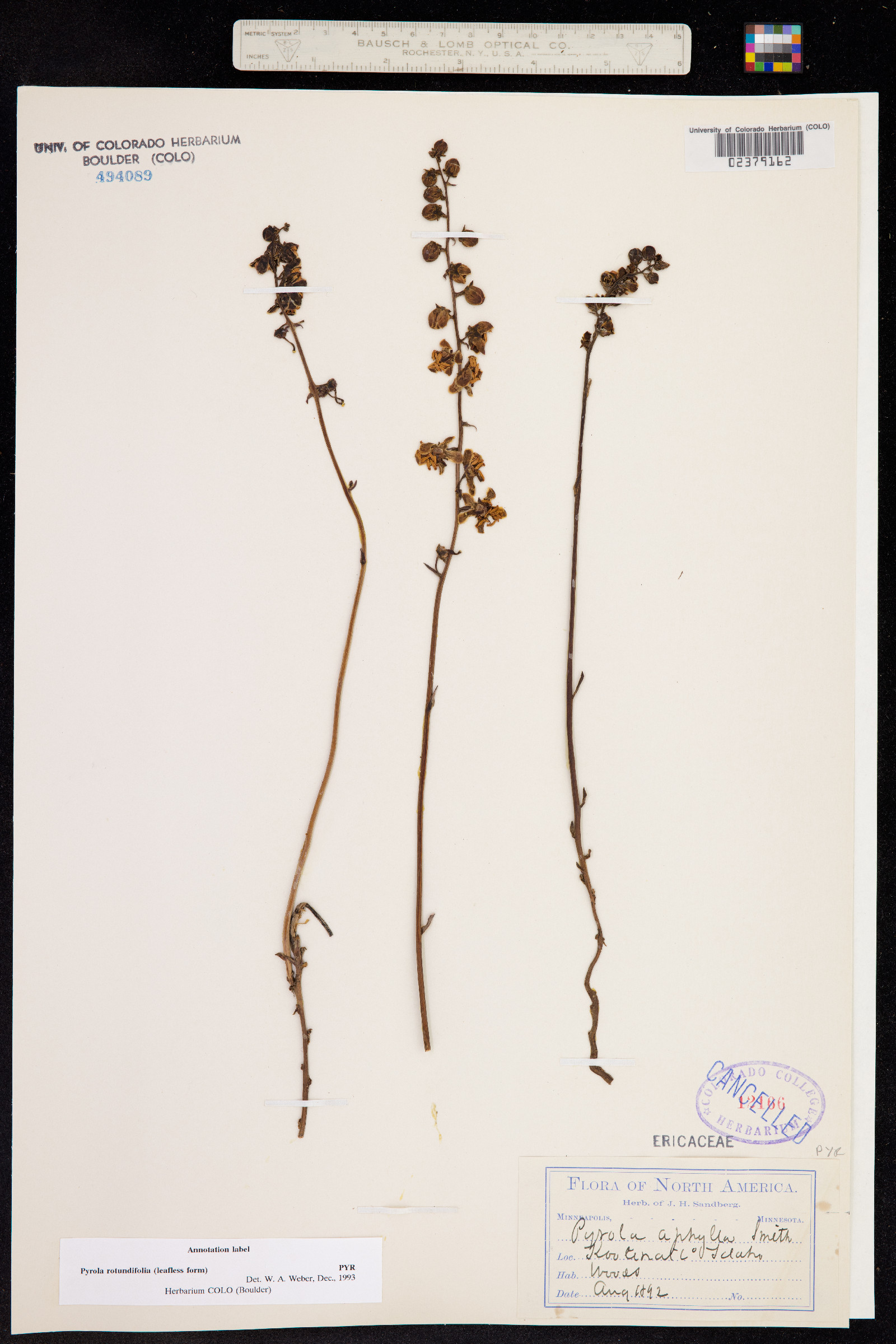 Pyrola rotundifolia image