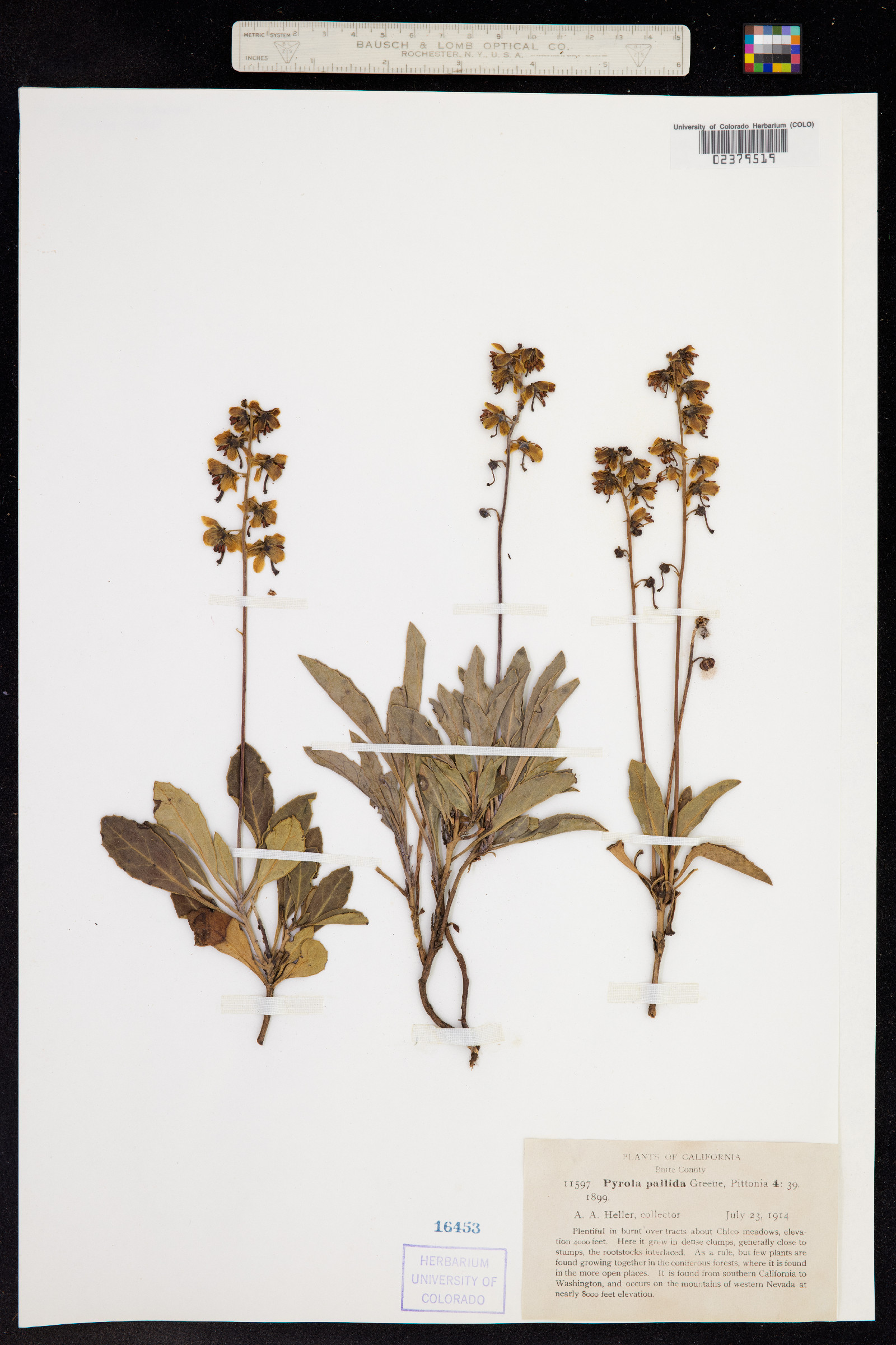 Pyrola picta image