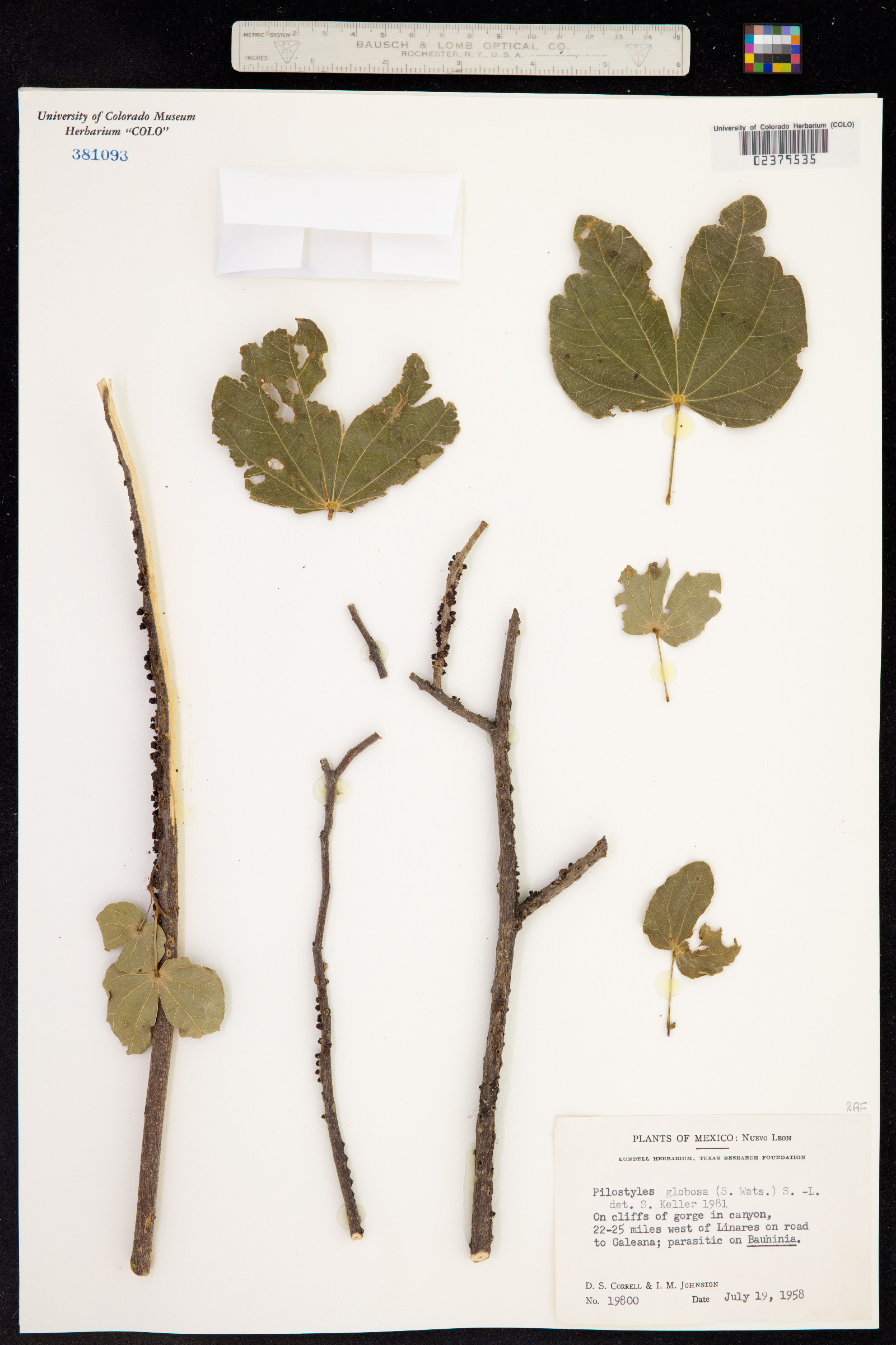 Apodanthaceae image