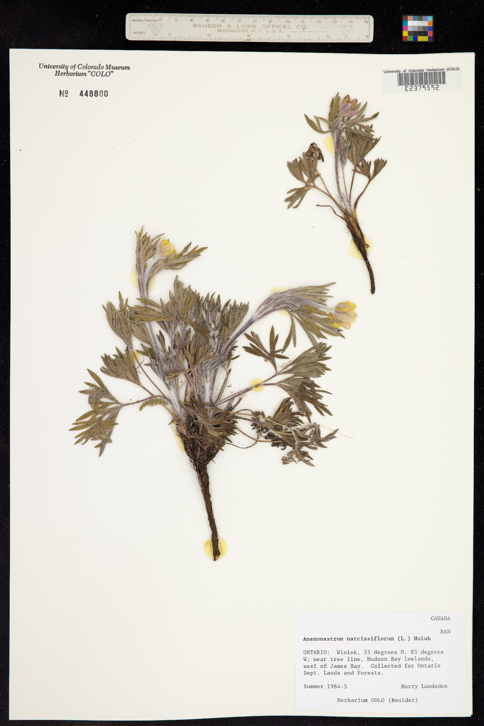 Anemonastrum narcissiflorum image