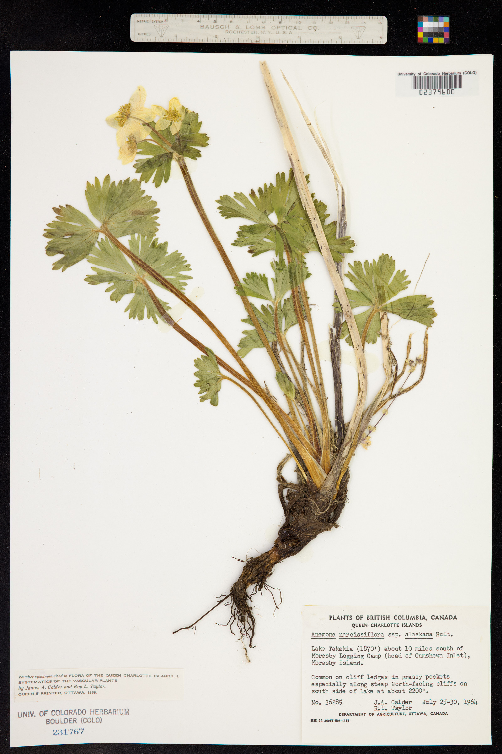 Anemonastrum narcissiflorum image