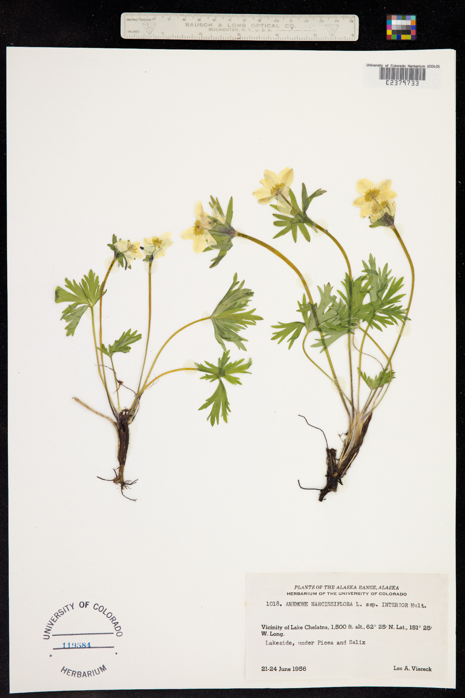Anemonastrum narcissiflorum image