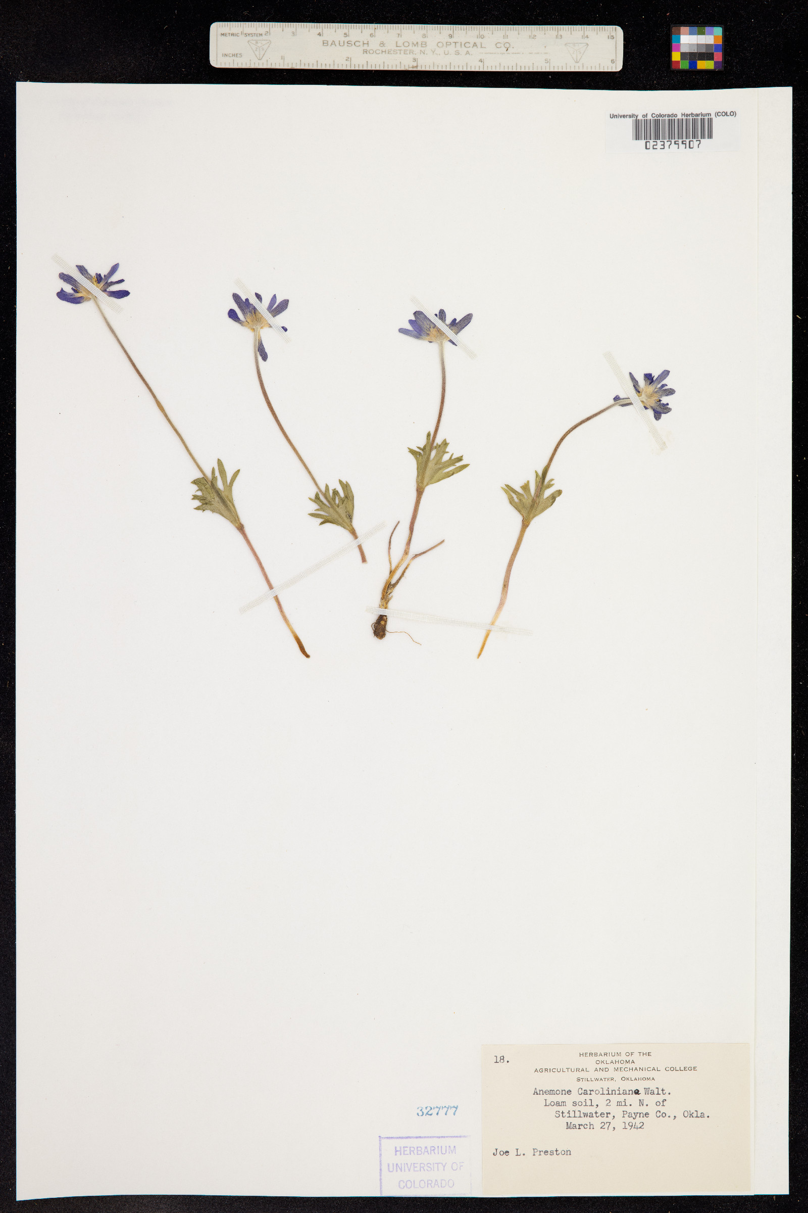 Anemone caroliniana image