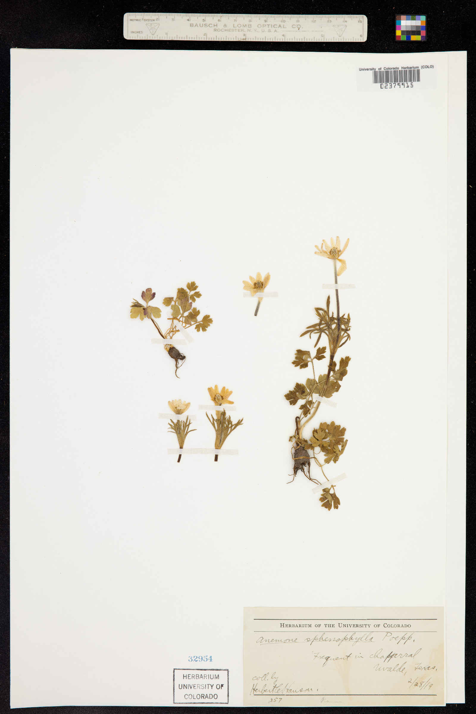Anemone caroliniana image