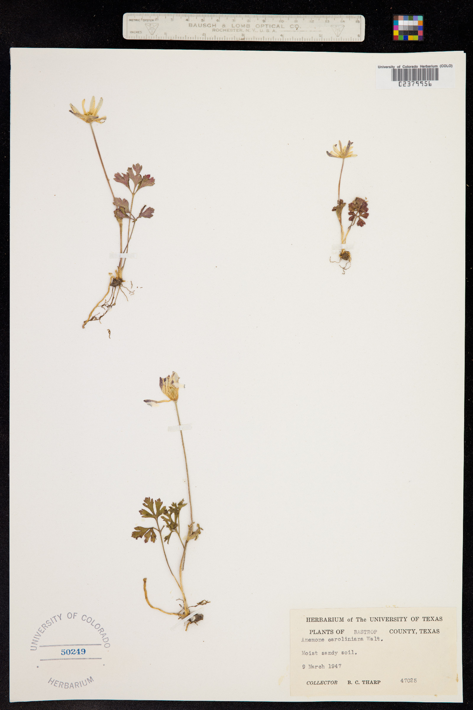 Anemone caroliniana image