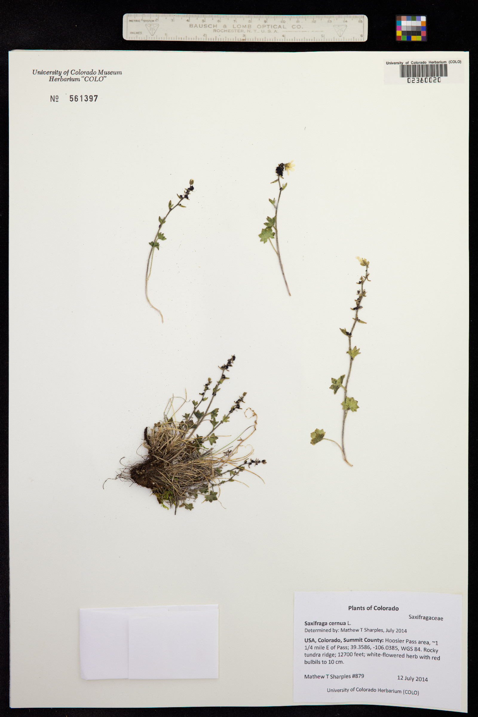 Saxifraga cernua image