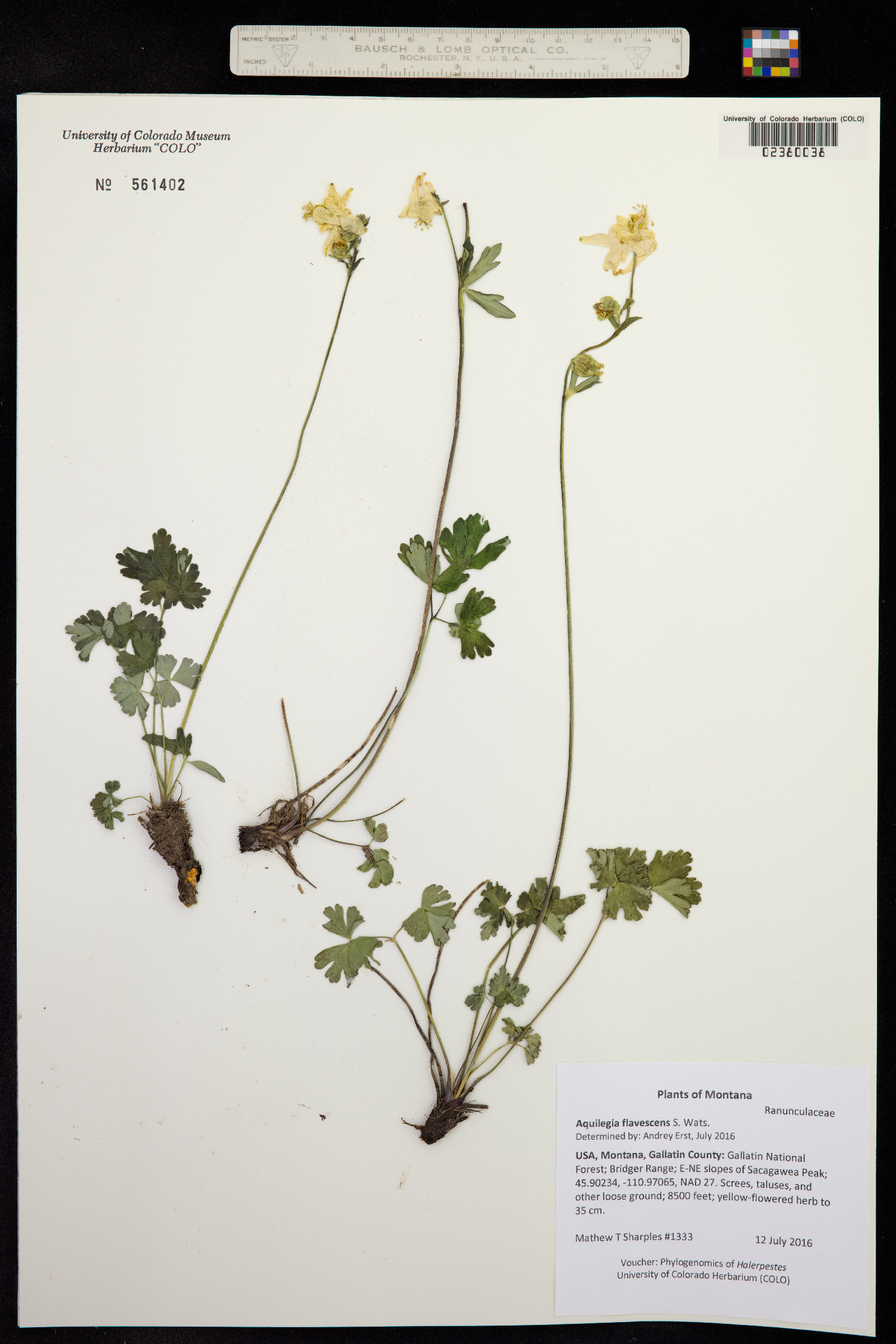 Aquilegia flavescens image