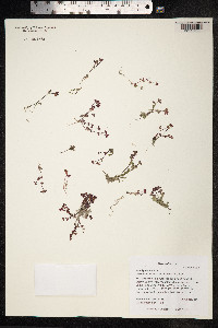 Koenigia islandica image