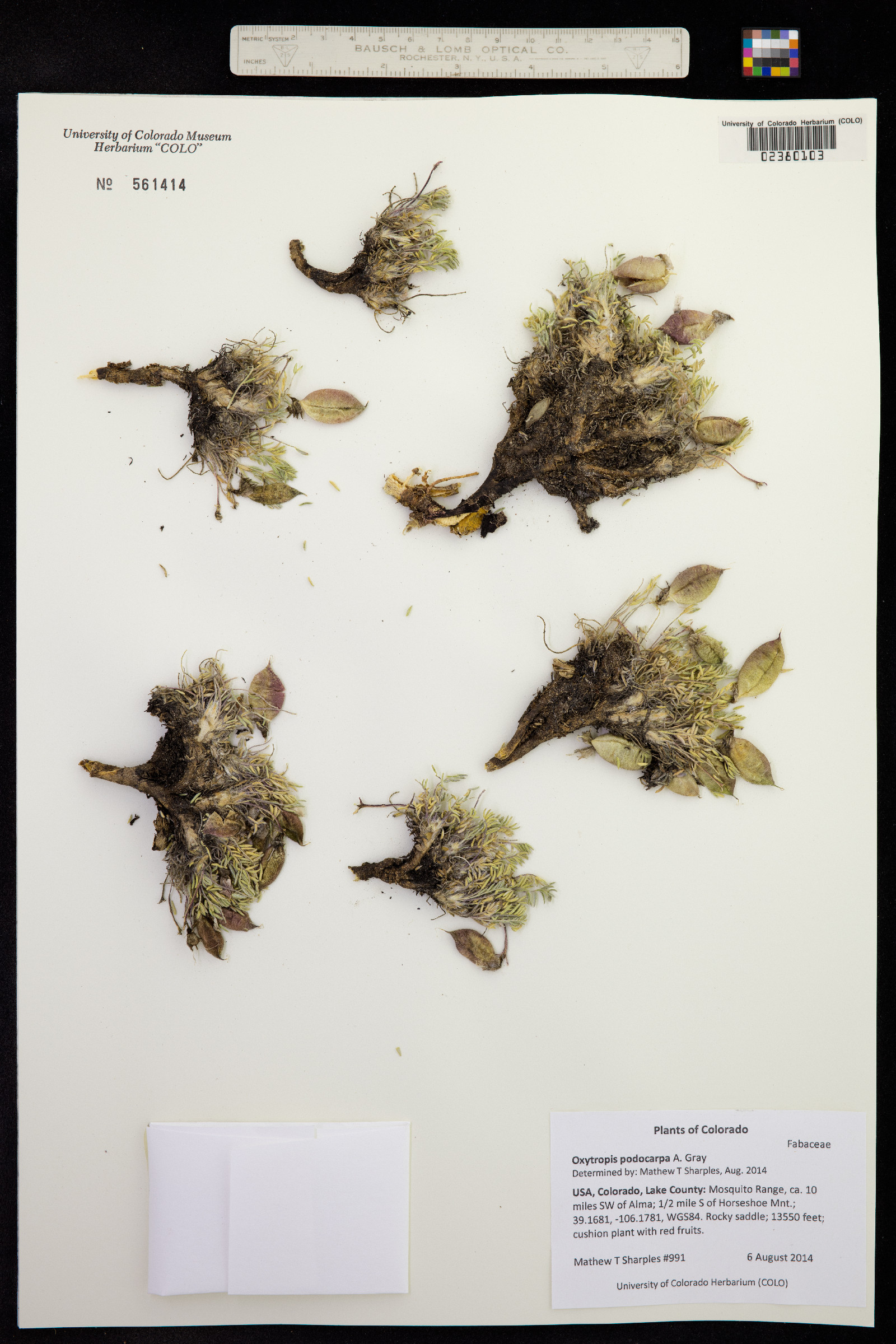 Oxytropis podocarpa image