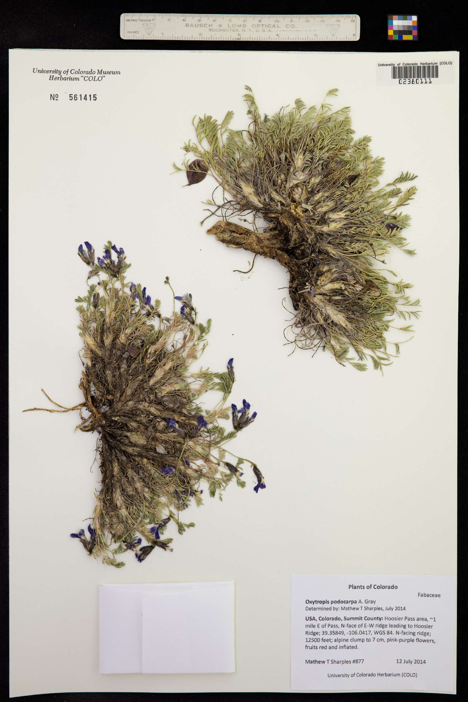 Oxytropis podocarpa image