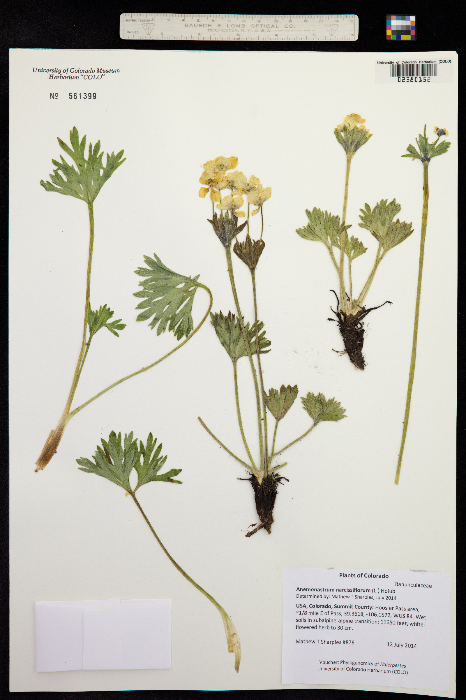 Anemonastrum narcissiflorum image