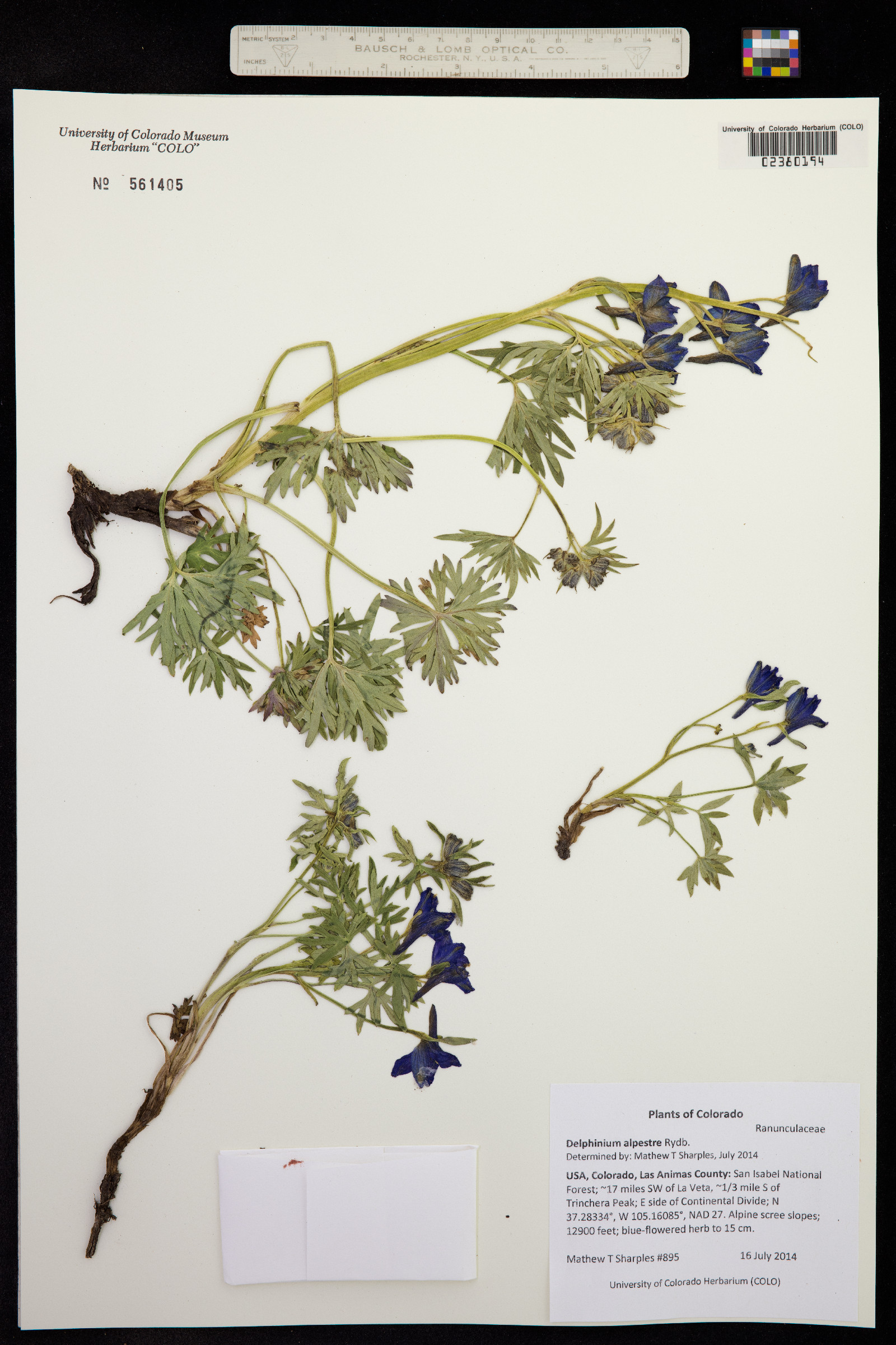 Delphinium alpestre image
