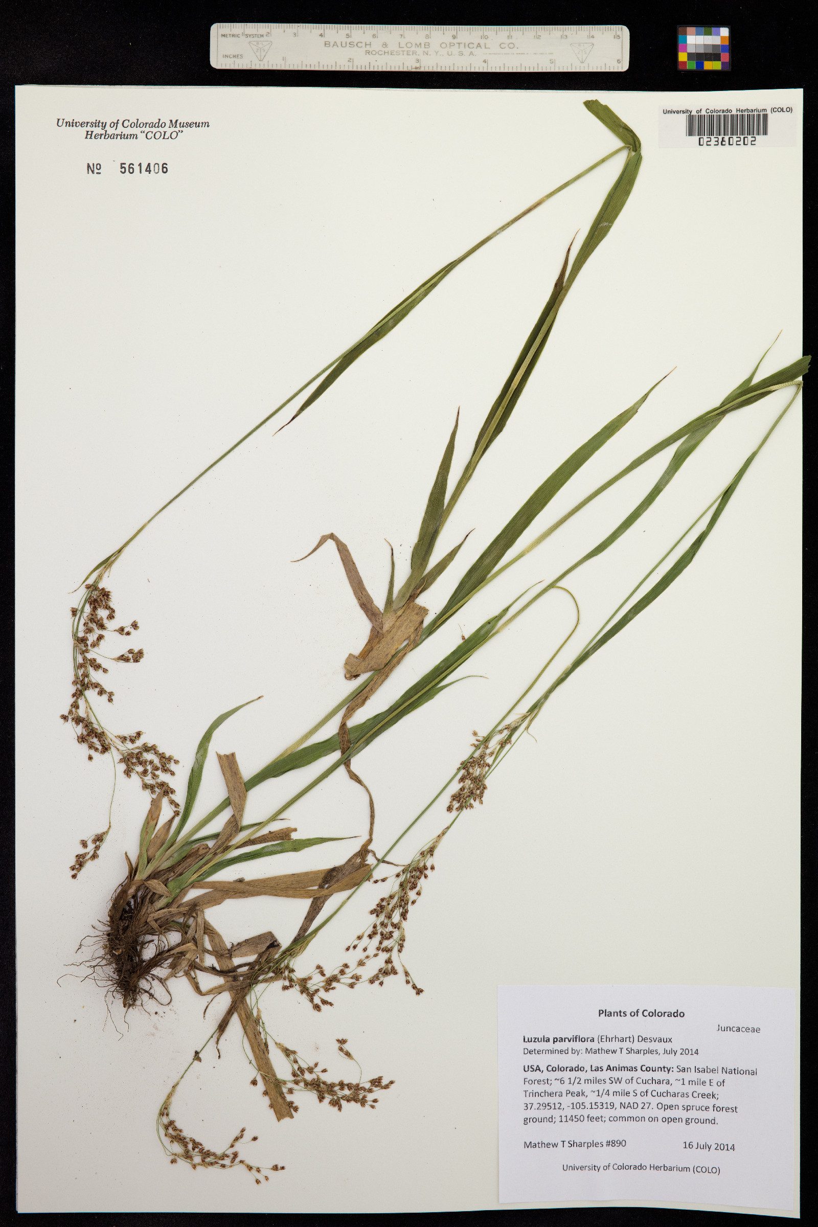 Luzula parviflora image