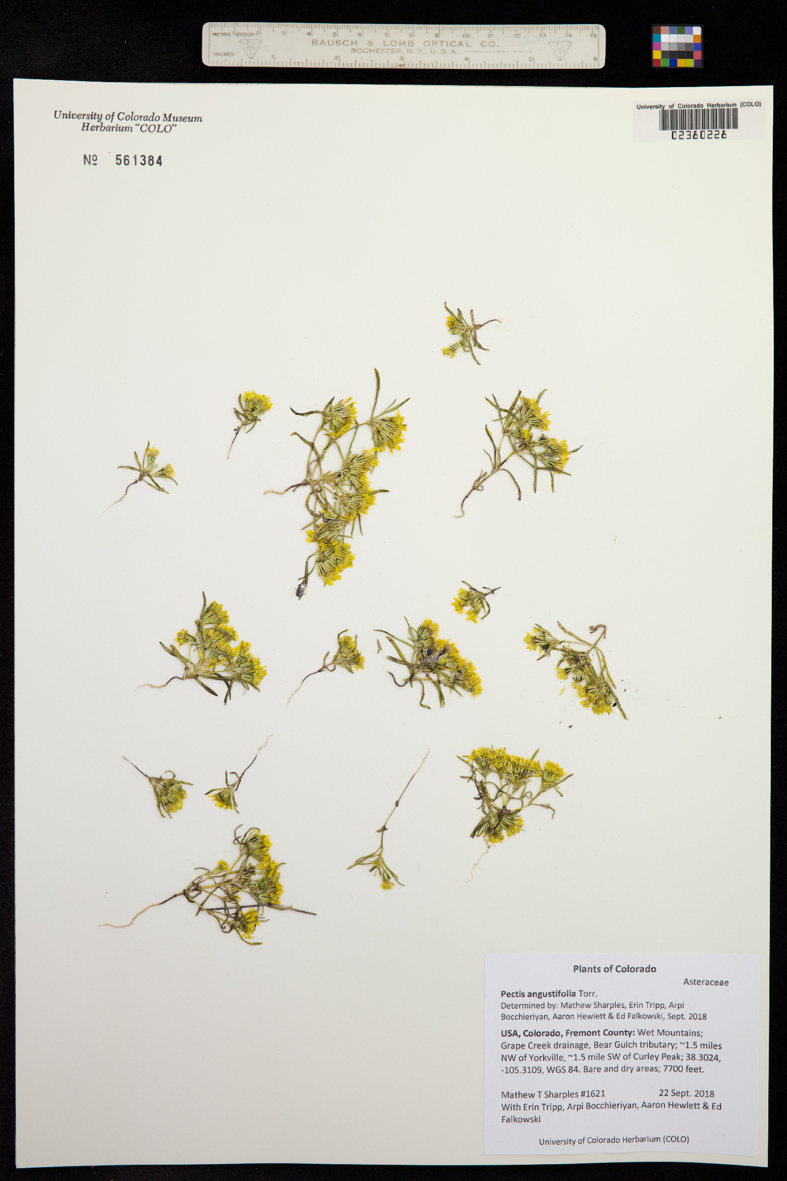 Pectis angustifolia image