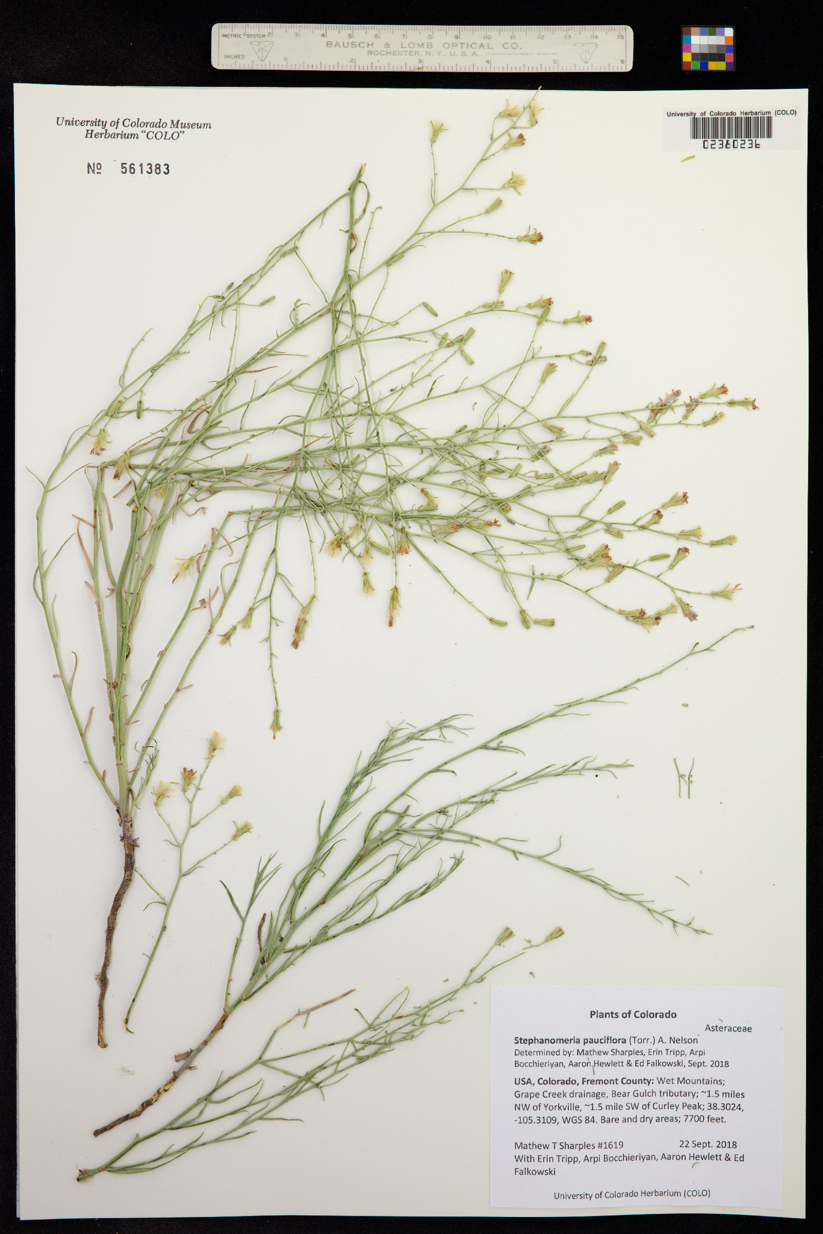 Stephanomeria pauciflora image