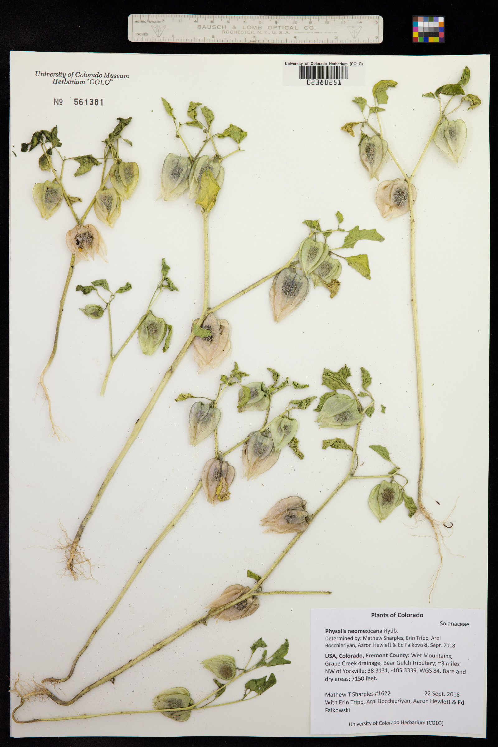 Physalis neomexicana image