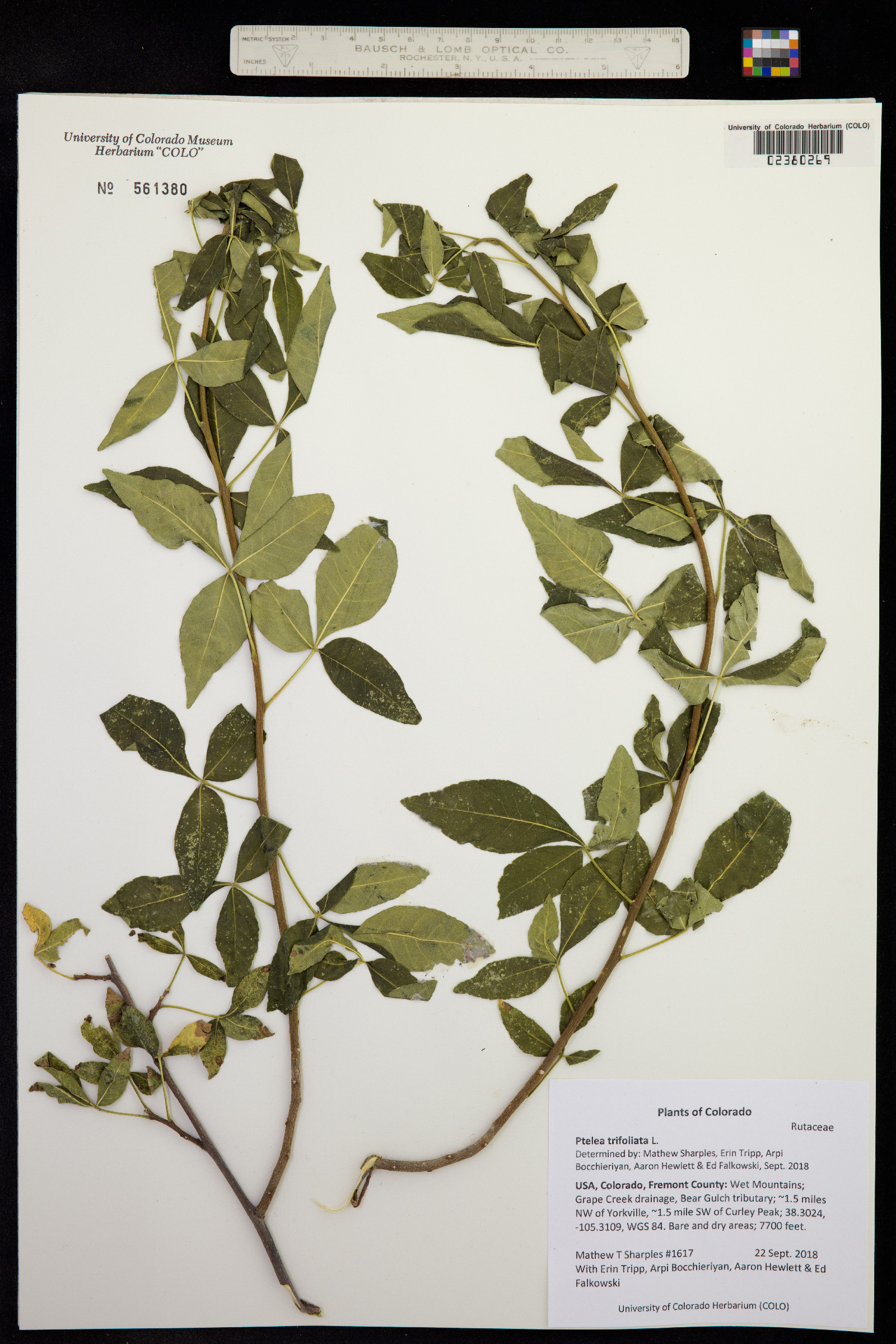 Ptelea trifoliata image
